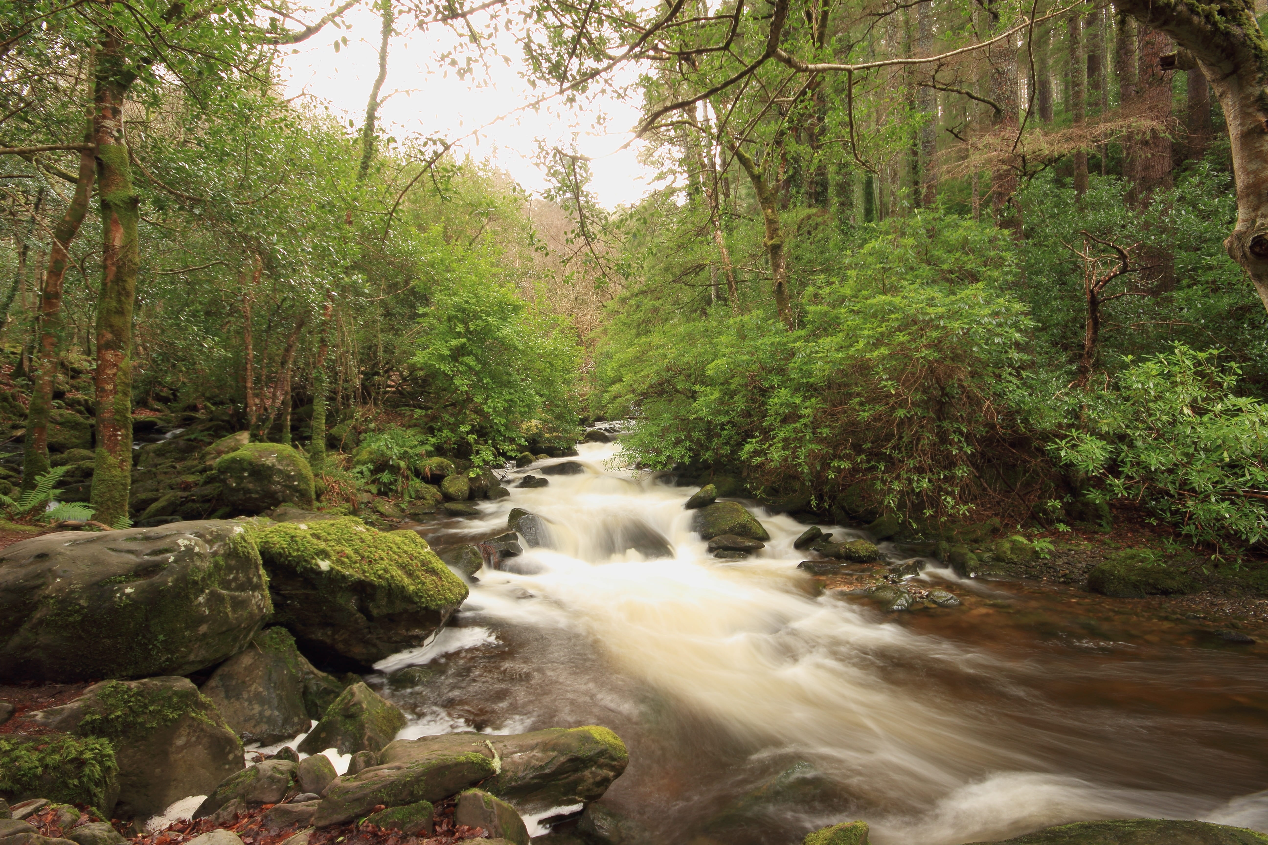 beauty in nature, woodland, rock - object, motion, nature, no people, environment, rainforest, water, stream - flowing water, flowing, flowing water, solid, HD Wallpaper