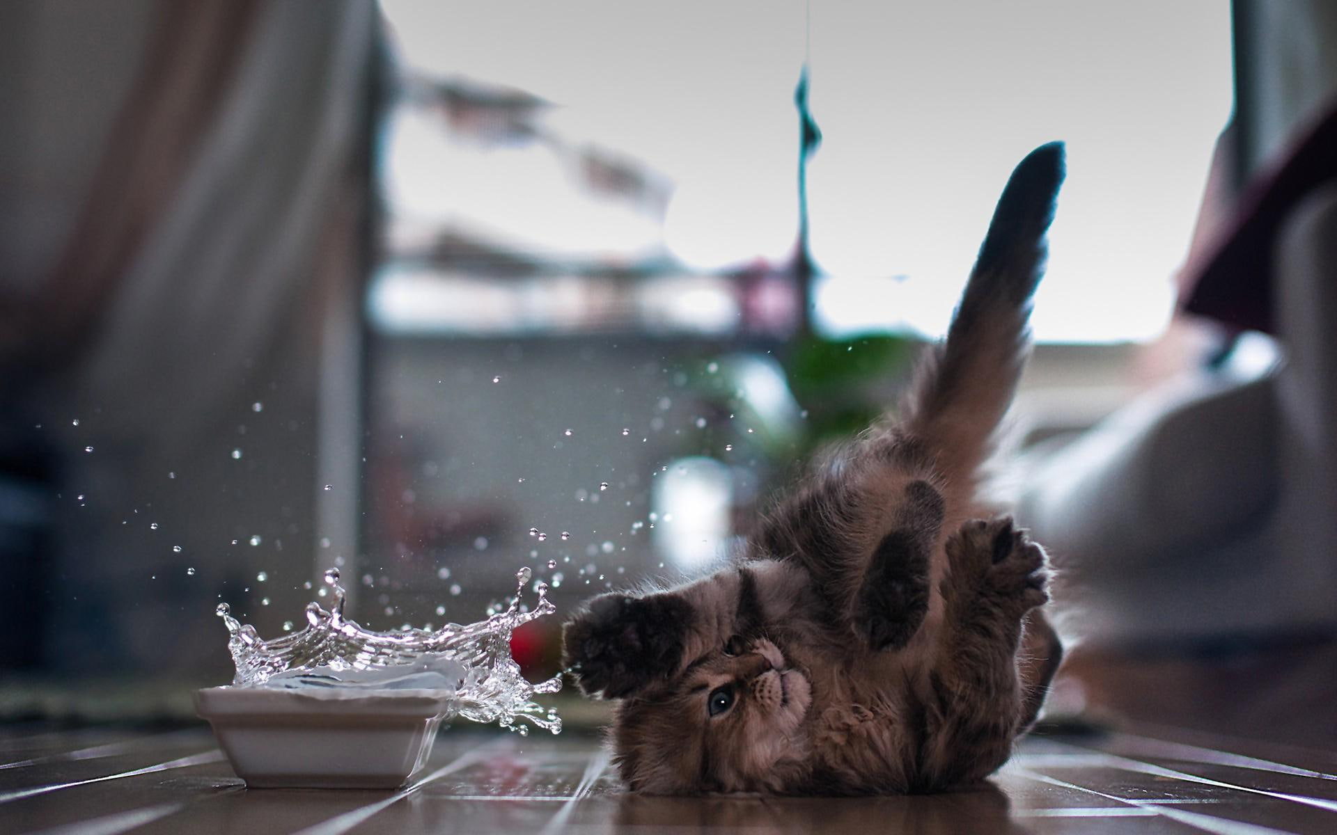 tumble, kitty, funny, kitten, 1080P, splash, HD Wallpaper