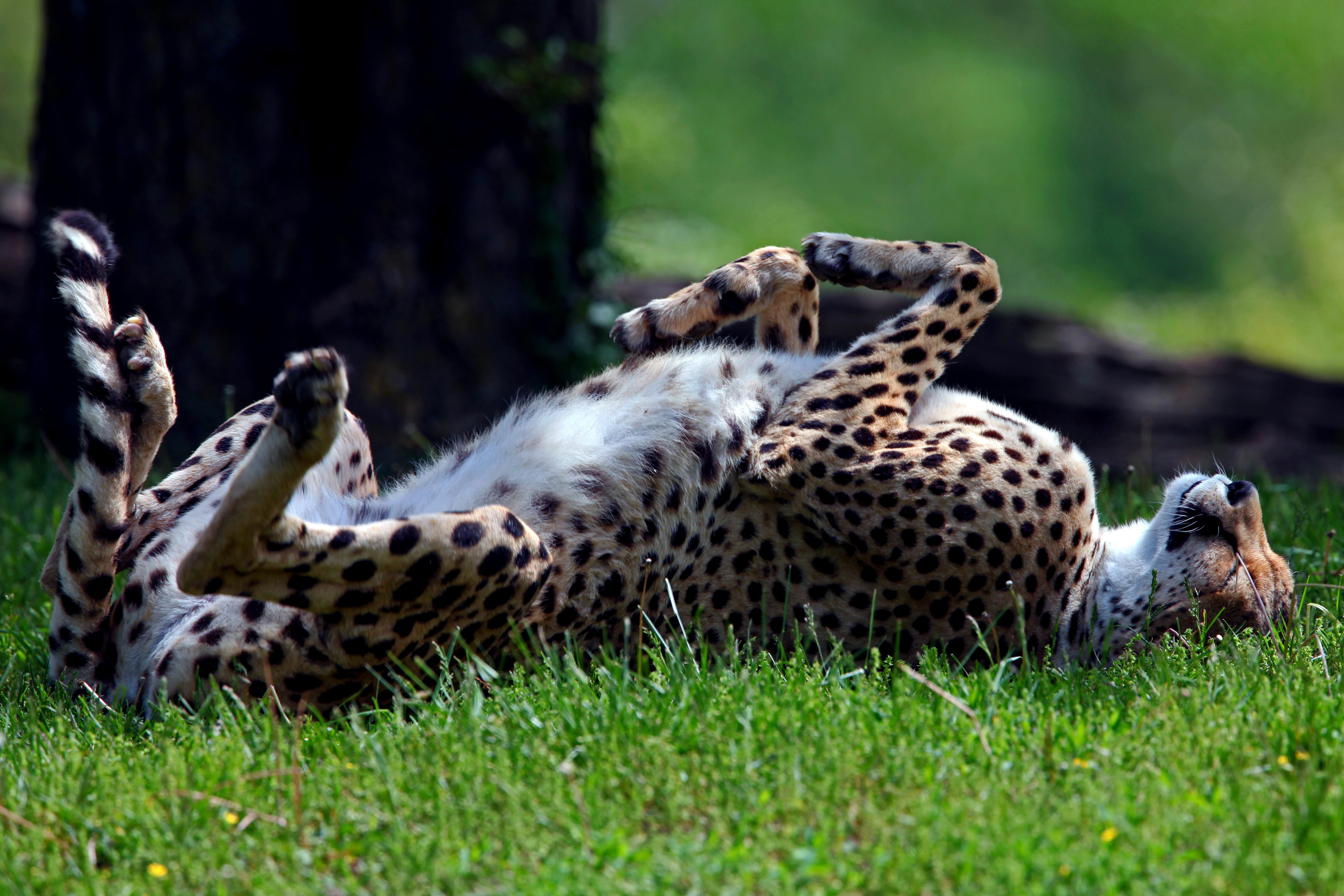 safari, cheetah, green Color, grass, wilderness Area, carnivore, outdoors, animal wildlife, plain, nature Reserve, safari Animals, animal, east Africa, HD Wallpaper