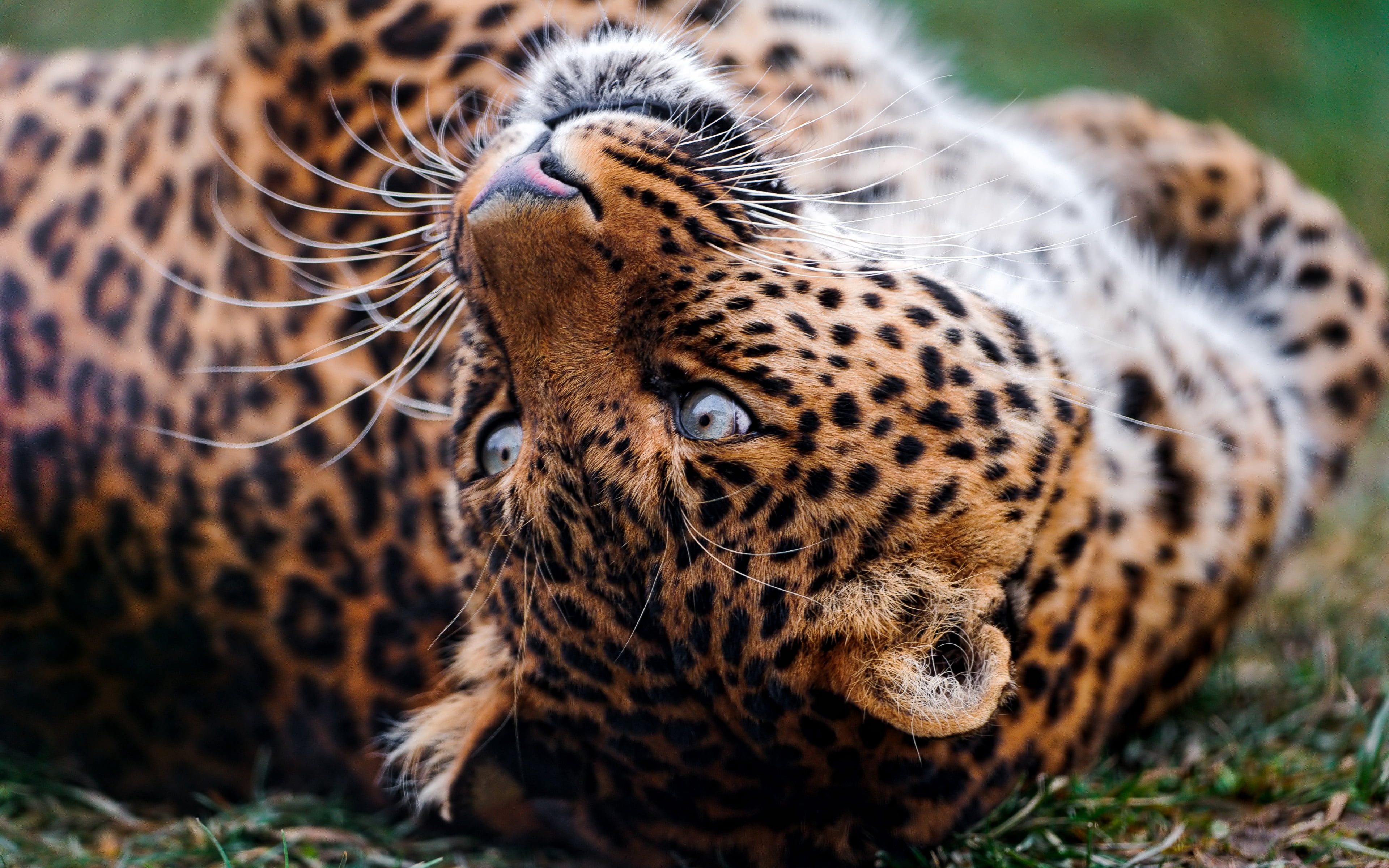 focus on foreground, zoo, color Image, animal, animal wildlife, face, africa, safari Animals, black, beauty In Nature, big Cat, carnivore, animal themes, HD Wallpaper