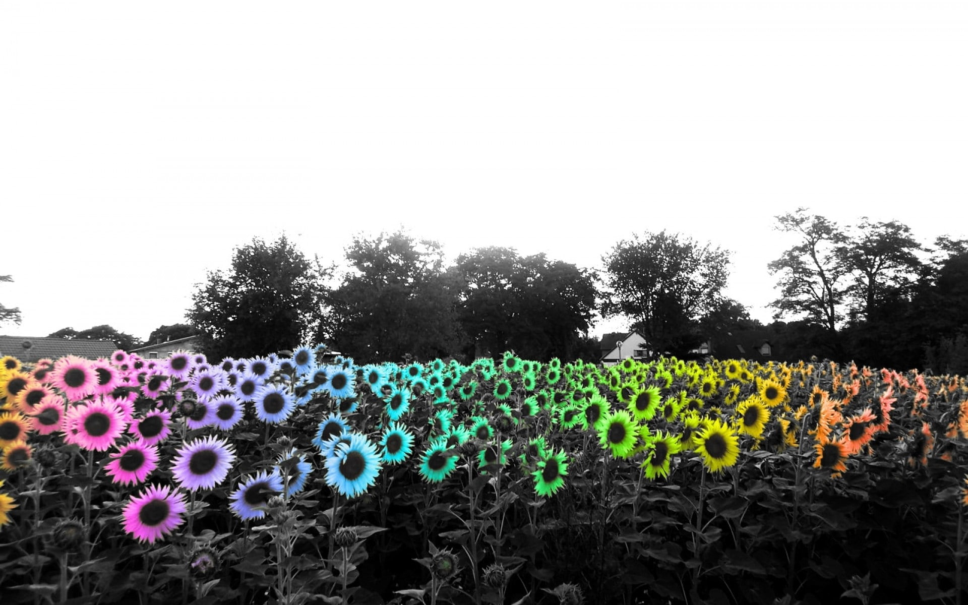 selective coloring, flowers, plants, 1080P, sunflowers, HD Wallpaper