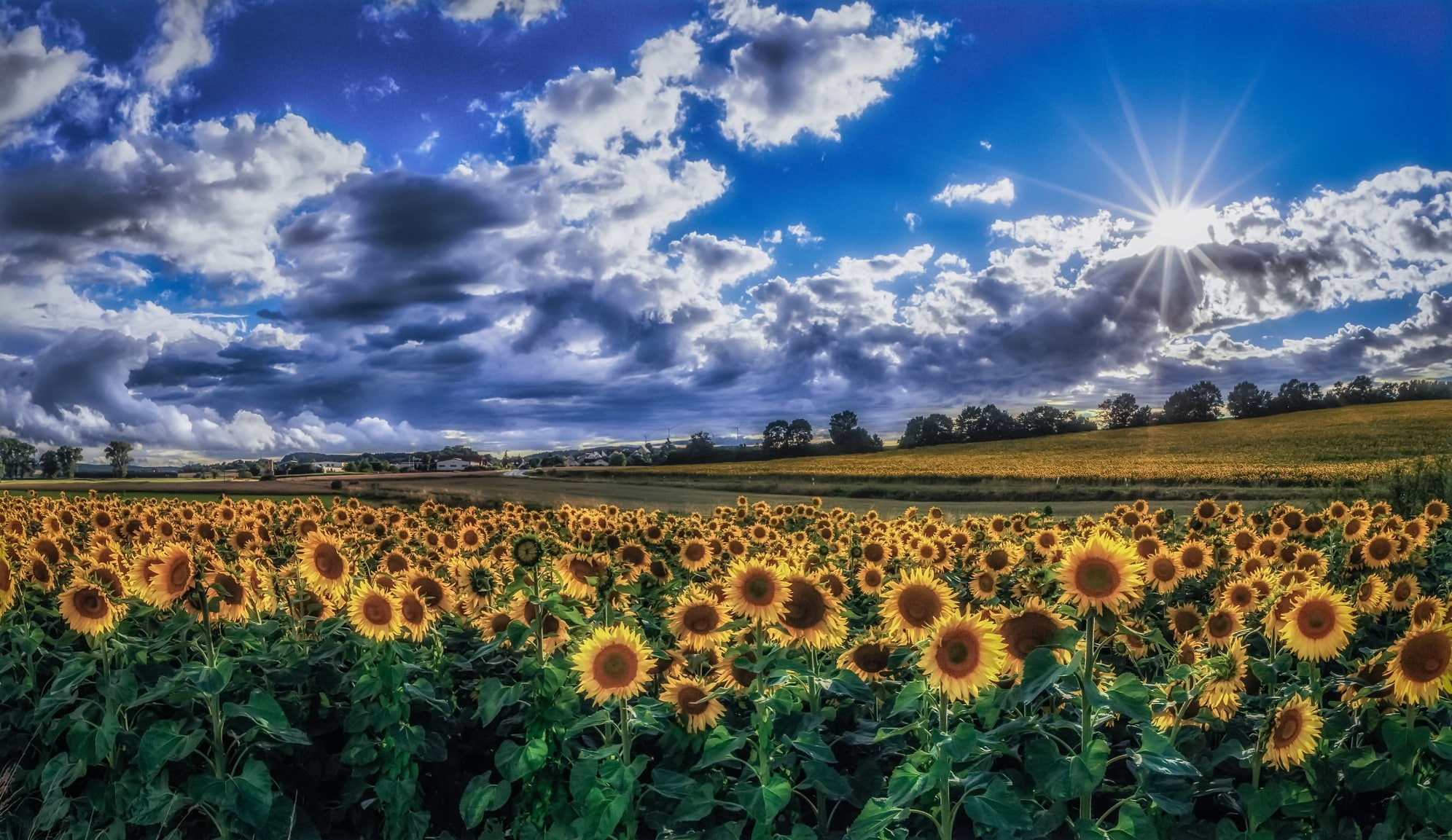 sky, flowers, sunflowers, landscape, 1080P, field, plants, clouds, HD Wallpaper