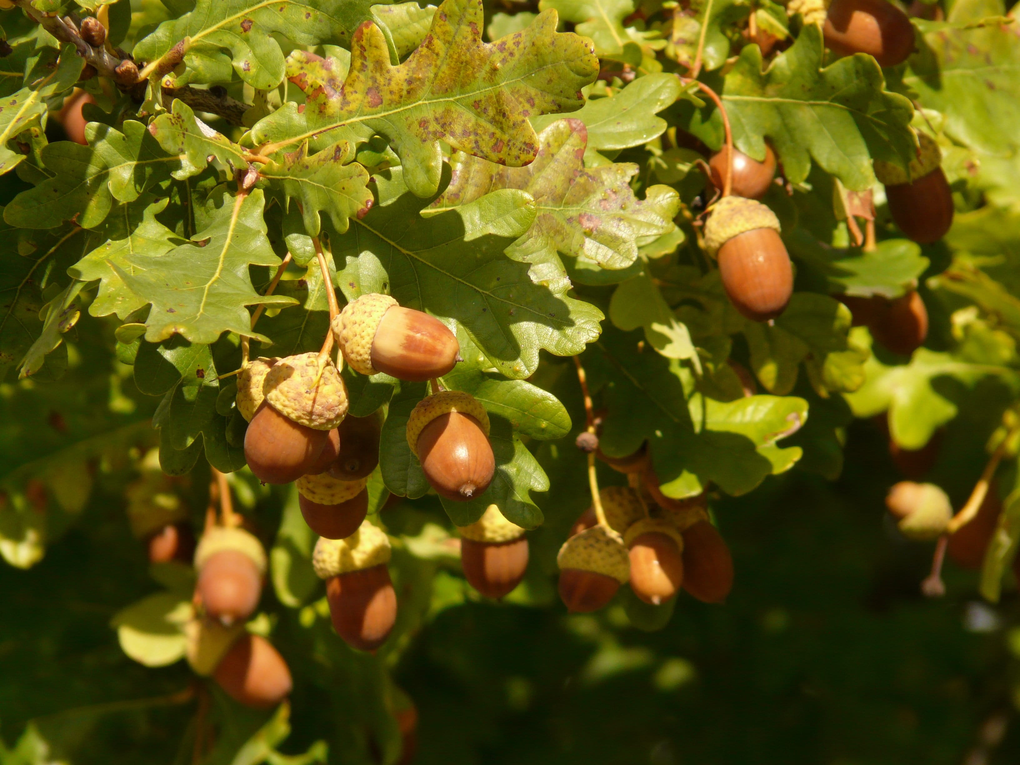 shaft oak, quercus, close-up, no people, food, oak leaves, fagaceae, Shaft, fruit tree, growth, oak, fruit, quercus robur, nature, quercus pedunculata, HD Wallpaper