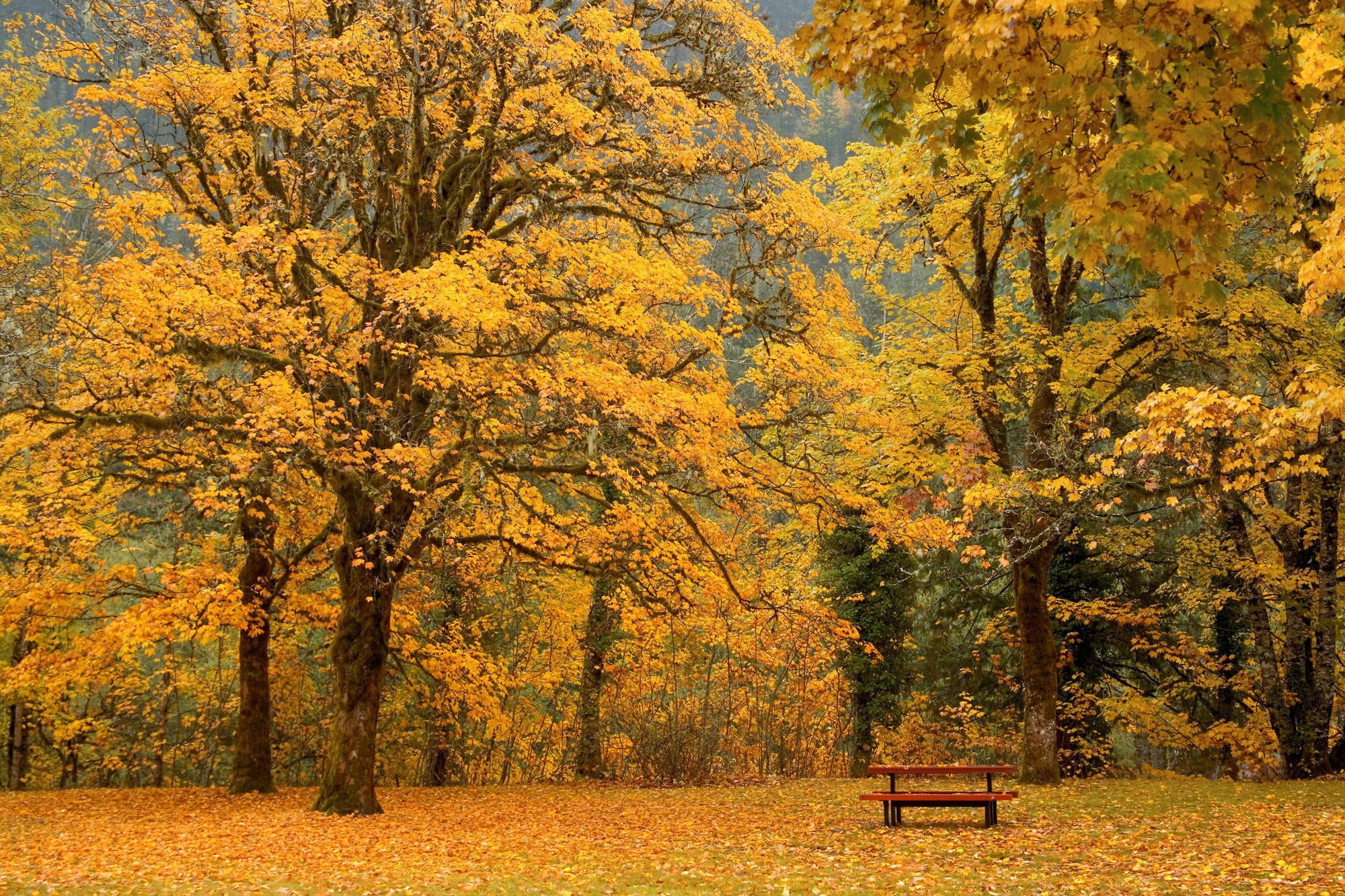 park, oak trees, land, plant, seat, autumn collection, yellow, orange color, beauty in nature, growth, day, 1080P, scenics - nature, outdoors, plant part, HD Wallpaper