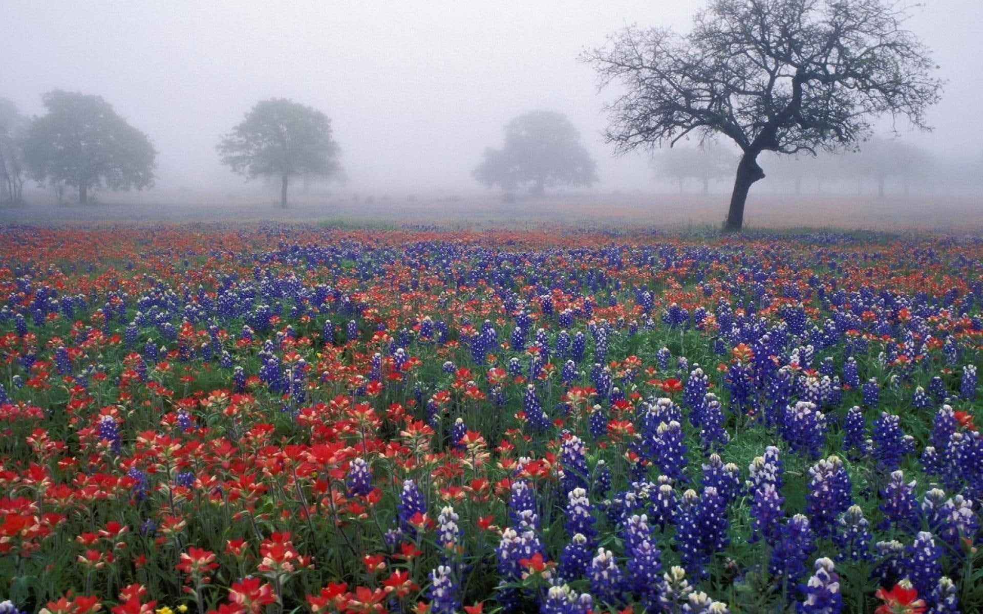 foggy, flowers, fields, wildflowers, nature, nature and landscapes, 1080P, field, bluebonnets, HD Wallpaper