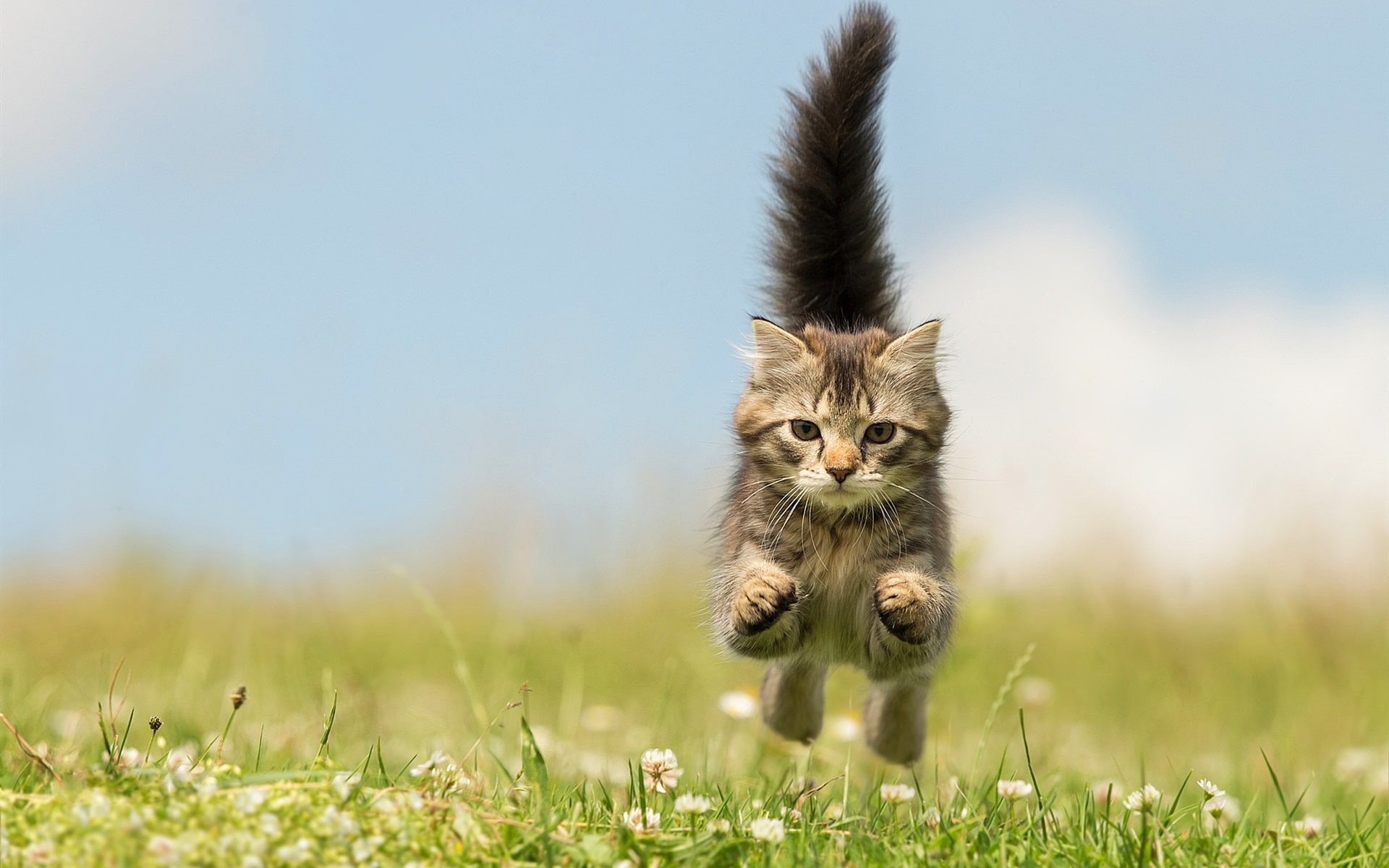 1080P, Wildflowers, Running, Kitten, Jump, HD Wallpaper