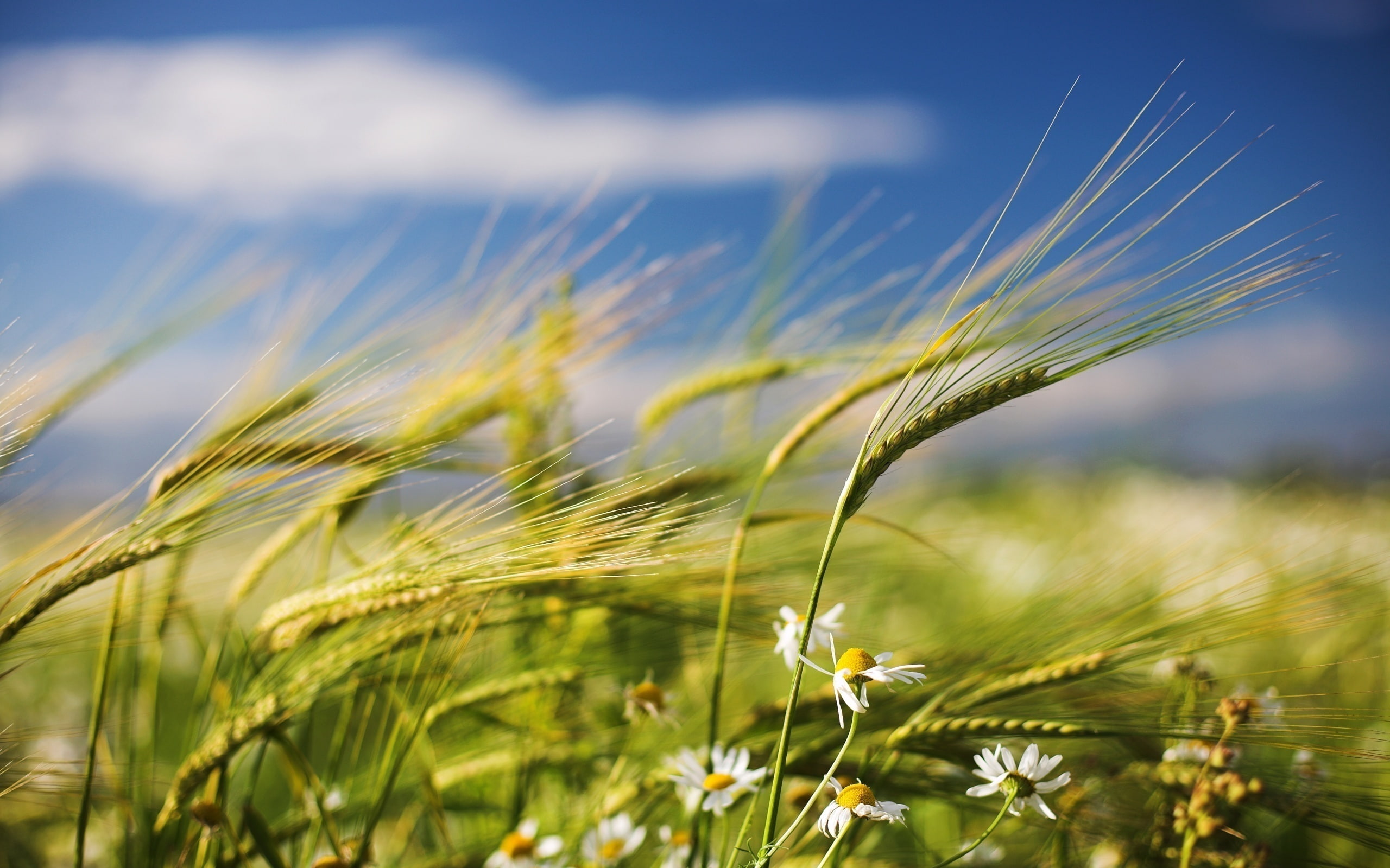 Wildflowers, Summer, 2K, Wheat, HD Wallpaper