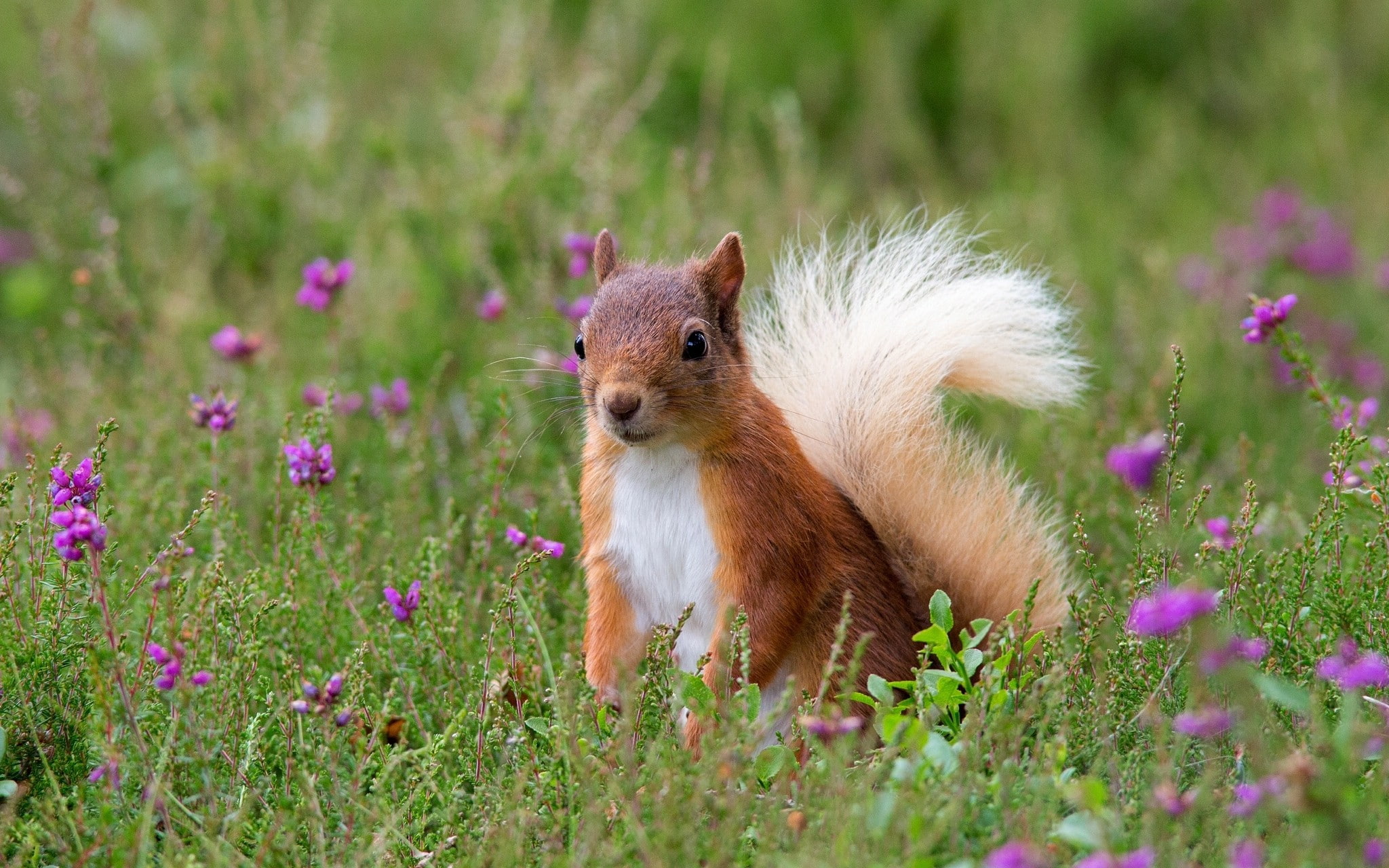 purple flowers, wildflowers, squirrel, nature, animals, 1080P, HD Wallpaper