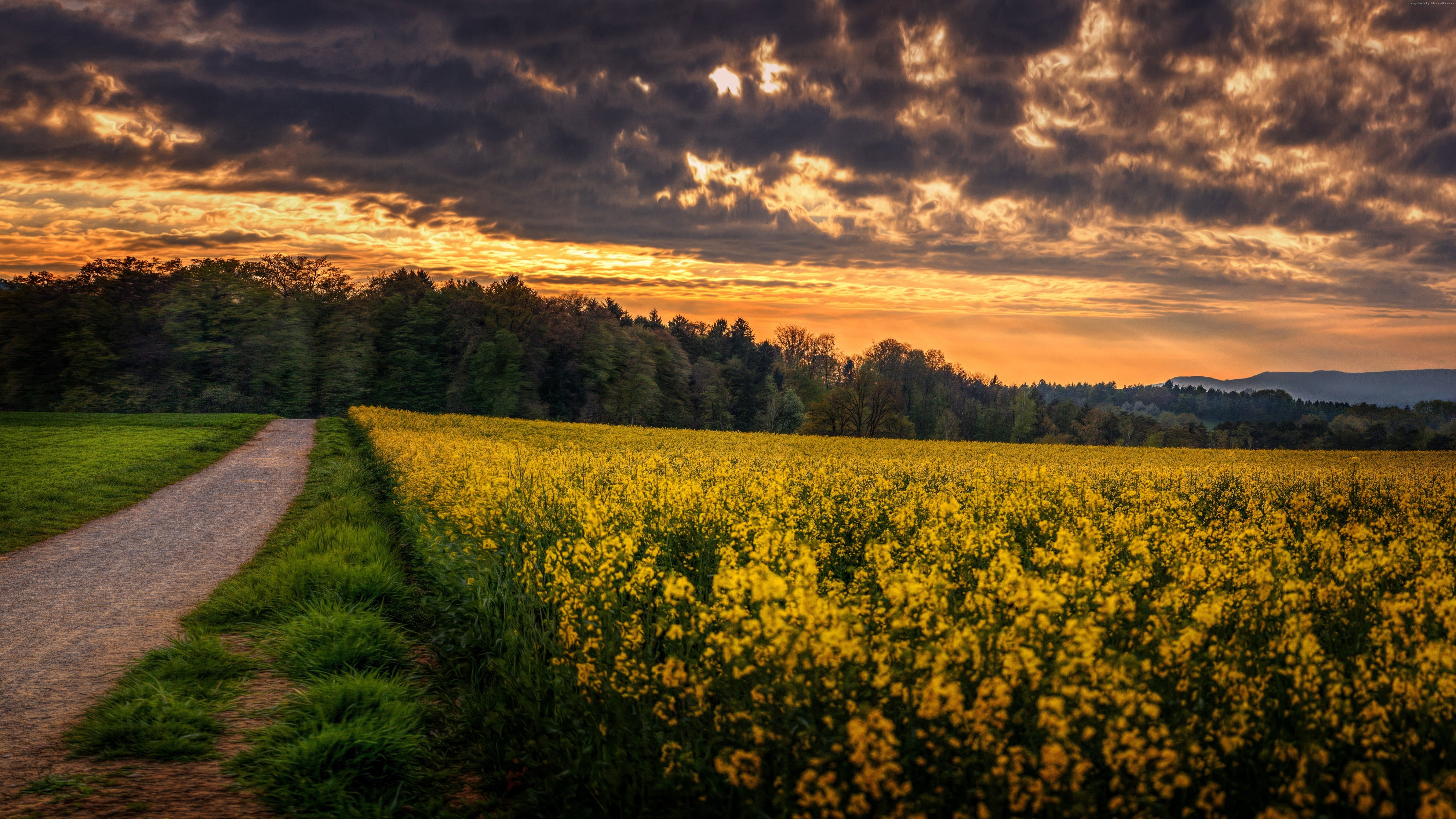 farm, Meadows, yellow, tranquility, plant, growth, trees, land, idyllic, nature, tranquil scene, outdoors, 4k, beauty in nature, the way forward, scenics - nature, HD Wallpaper