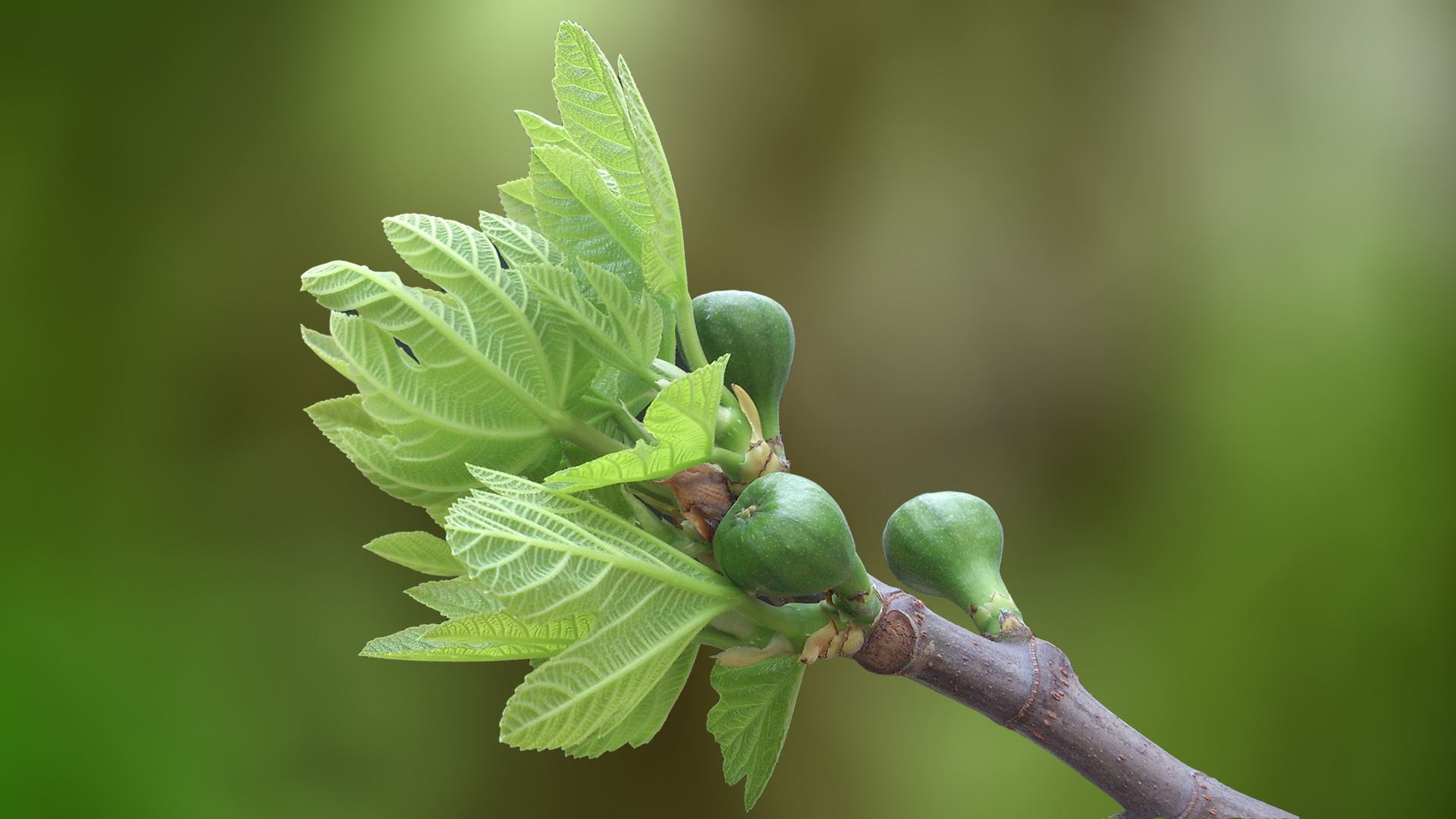 round, Fig, Tree, Garden, green, fruit, 1080P, small, HD Wallpaper