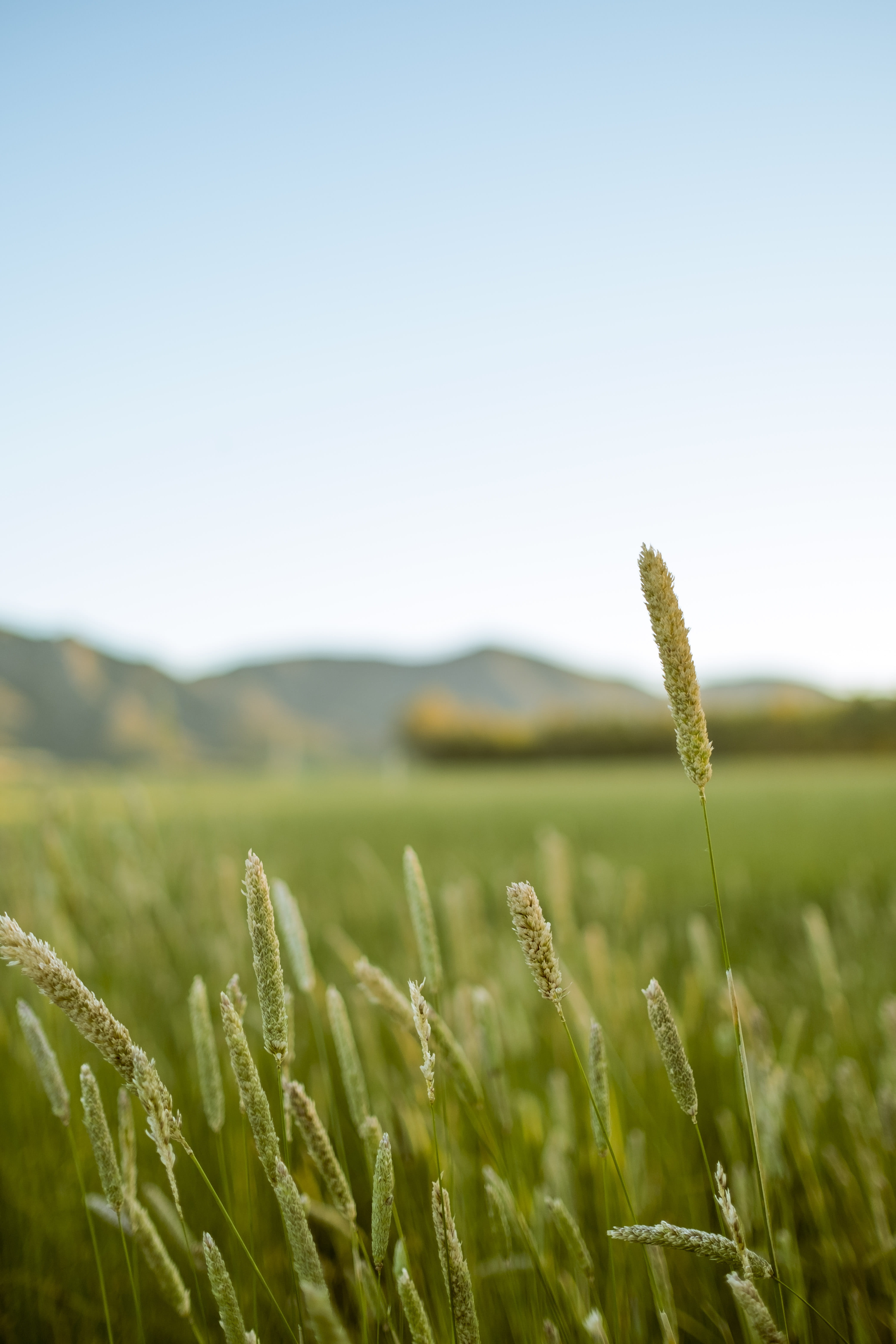 photography, sky, plant, sardegna, sun, green, scenics - nature, growth, tranquility, hayfield, grasses, scenic, beauty in nature, clear sky, environment, Phone HD Wallpaper