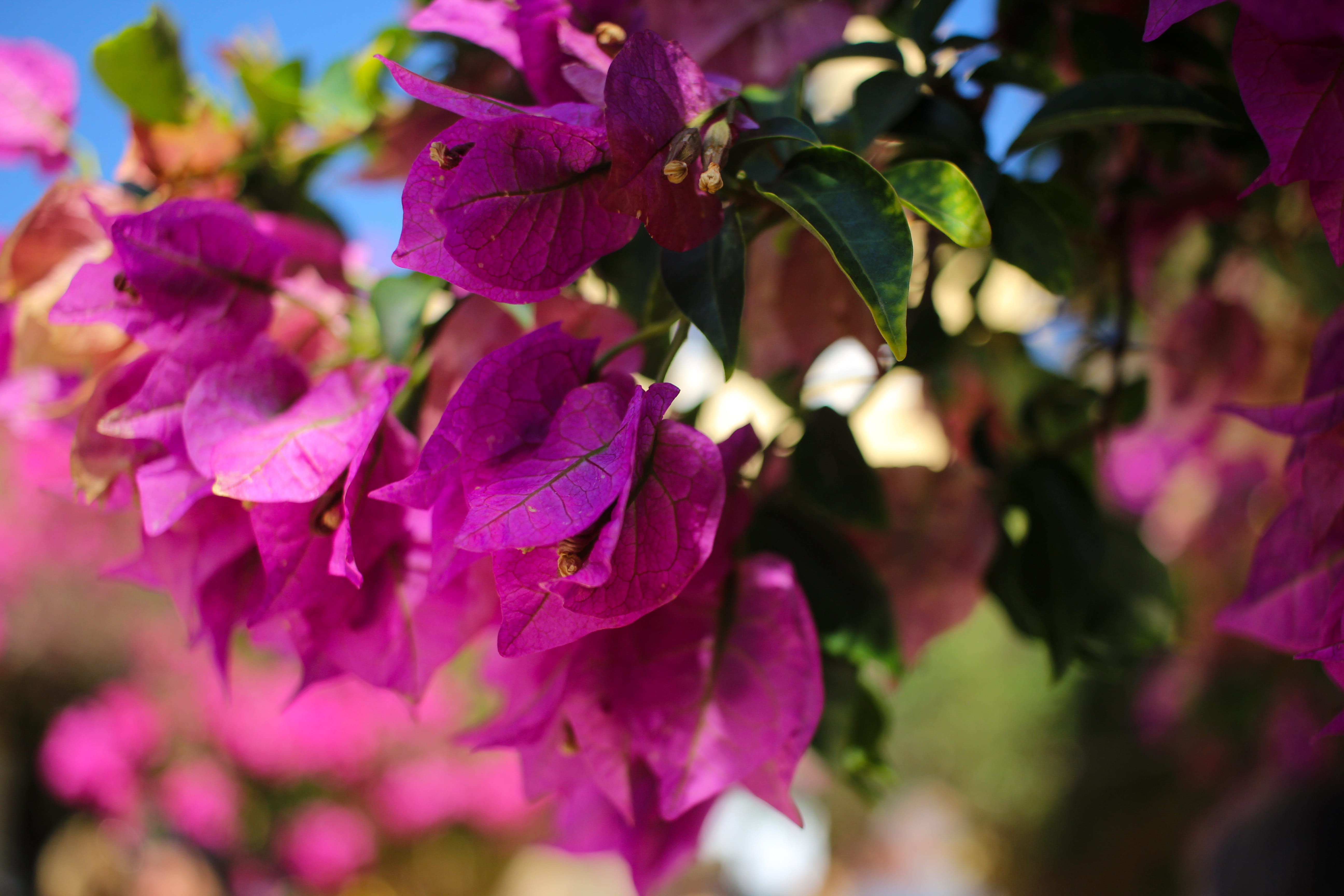 flower head, greece, beauty in nature, palaiokastritsa, inflorescence, selective focus, close-up, freshness, fragility, pink color, growth, focus on foreground, HD Wallpaper