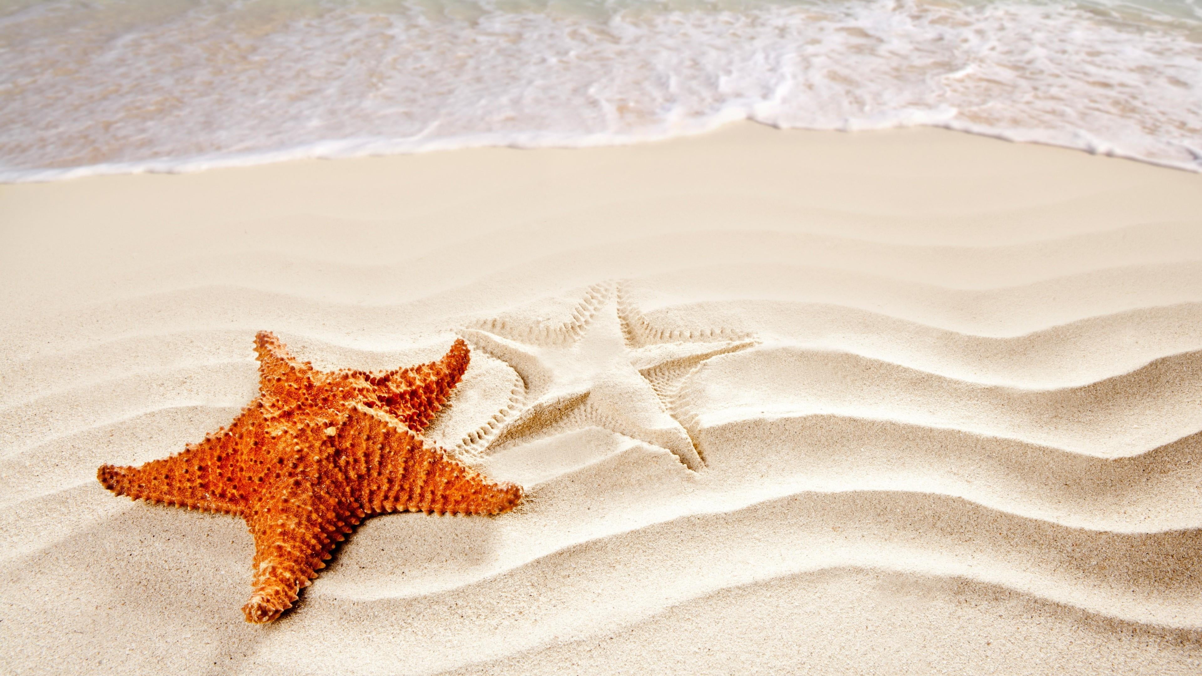 animal wildlife, natural pattern, beauty in nature, outdoors, no people, starfish, design, close-up, orange color, 4K, sea, animals in the wild, one animal, HD Wallpaper