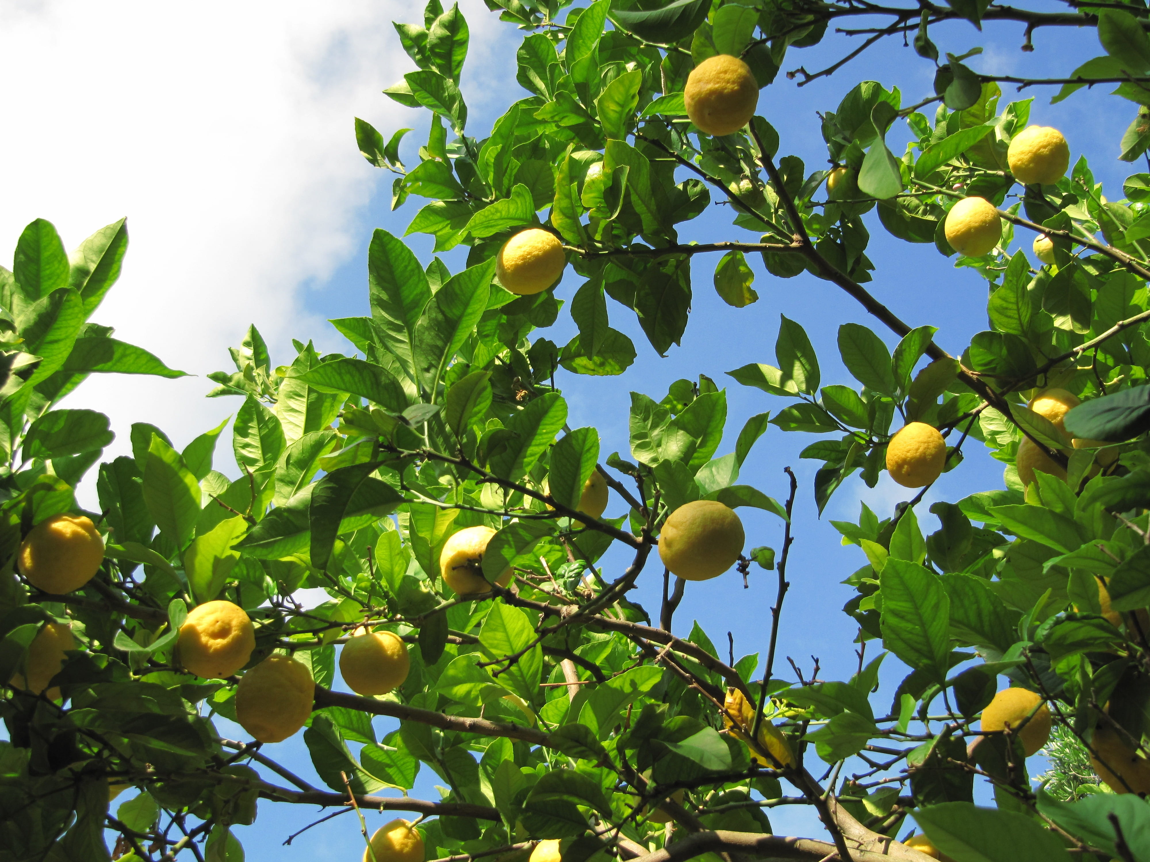 branch, orange, green color, outdoors, 4K, healthy eating, low angle view, freshness, citrus, sky, fruit tree, fruit, yellow, ripe, tree, leaf, growth, HD Wallpaper