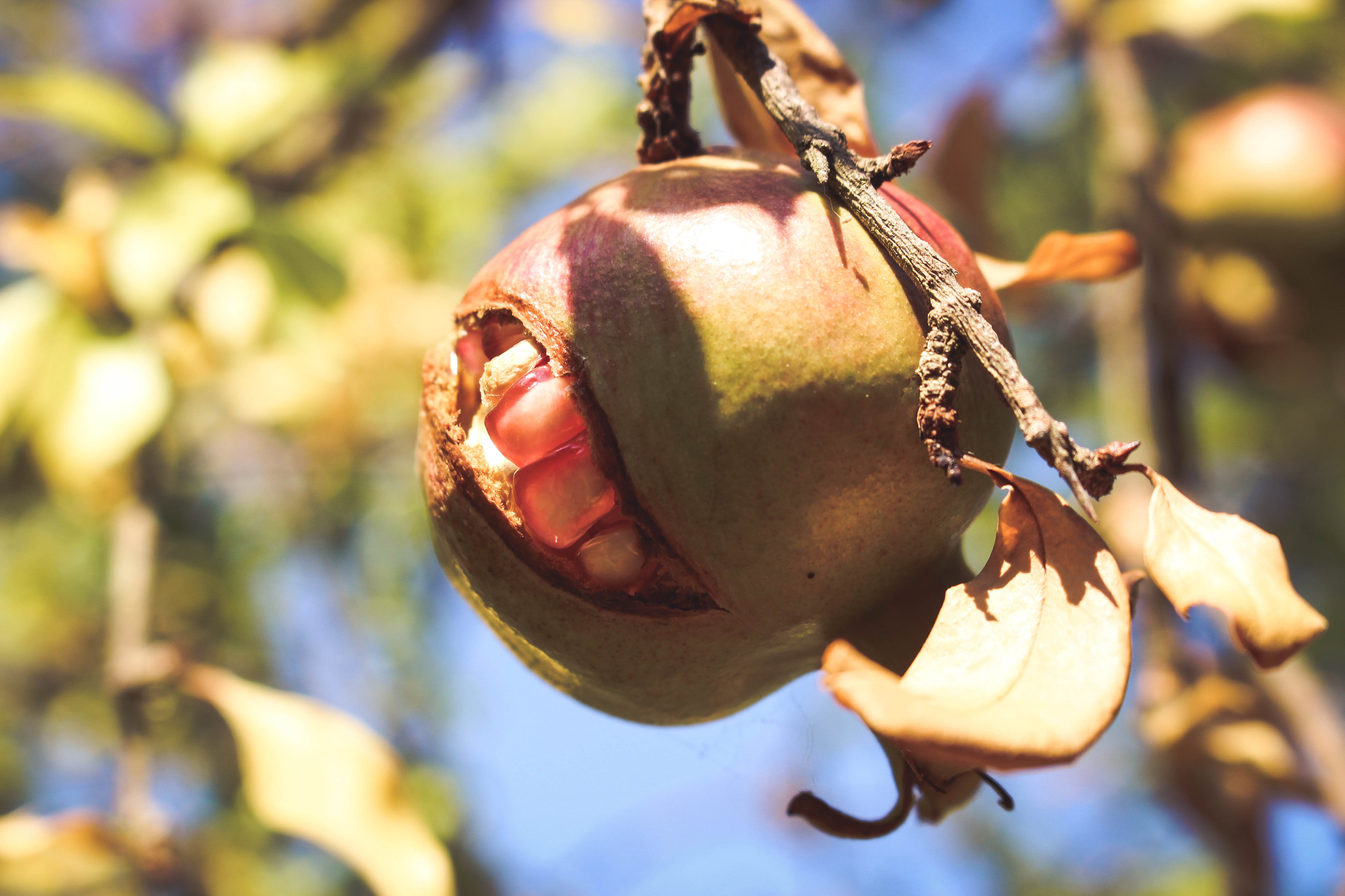 pomegranate tree, branch, healthy eating, day, food and drink, no people, corfu, plant part, growth, beauty in nature, fruit, mouth open, freshness, food, HD Wallpaper