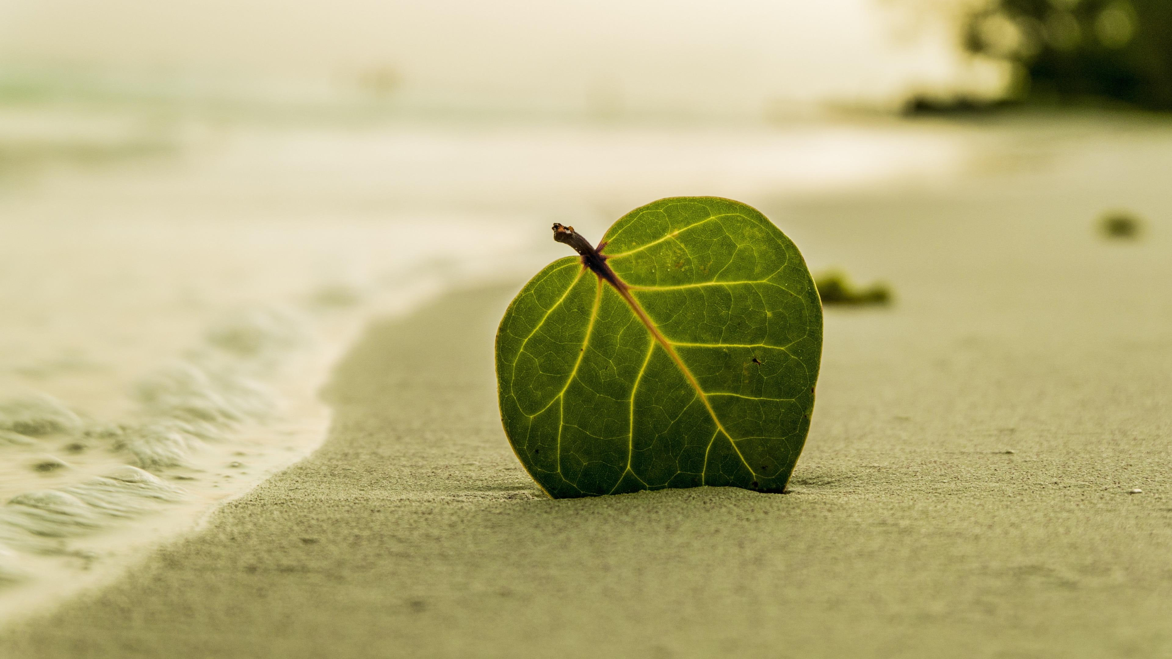 leaf, sand, shore, beach, sandy beach, green leaf, 4K, coast, still life photography, HD Wallpaper