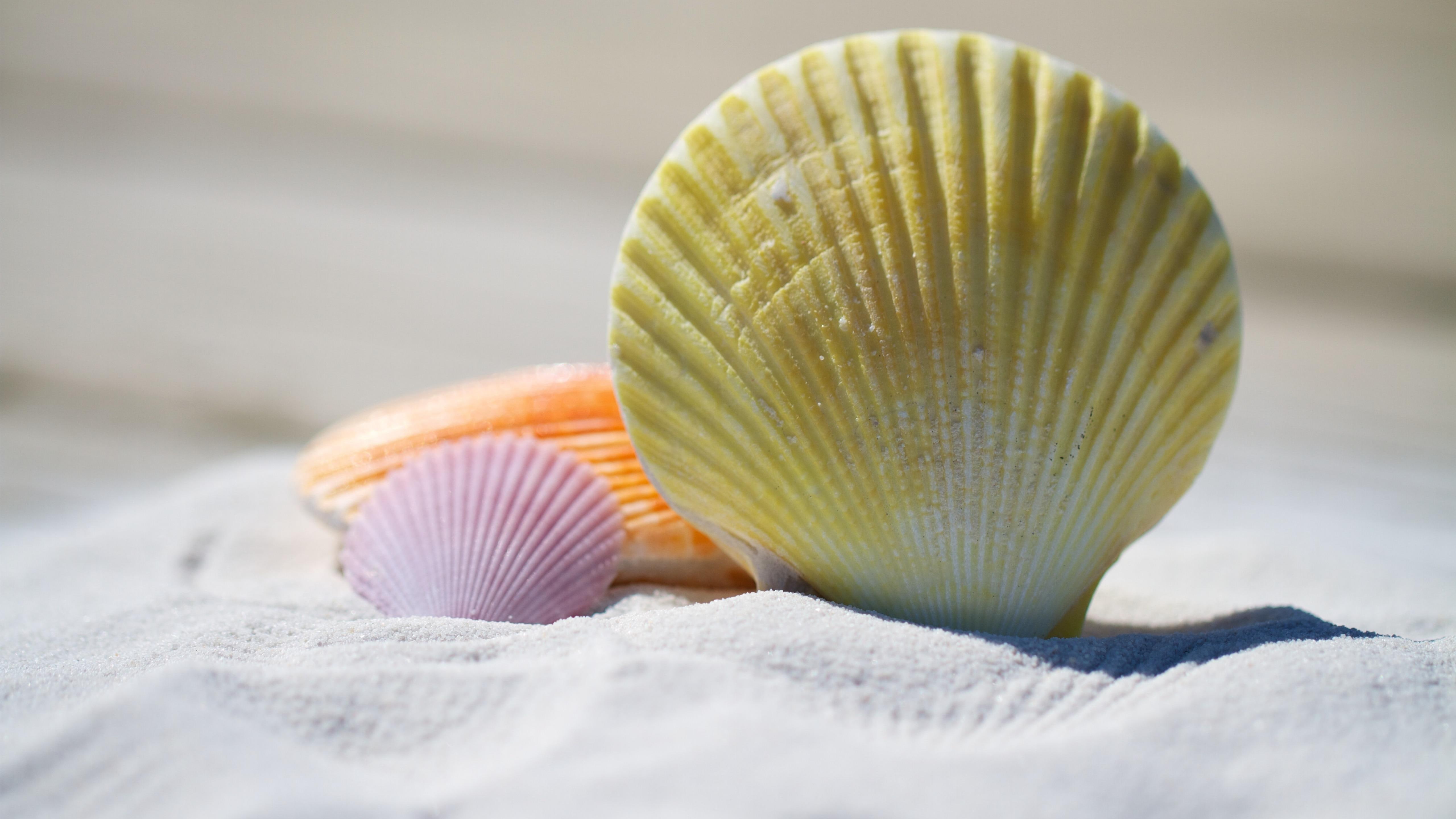 beach, shell, 5K, sandy beach, seashell, sand, white sand, close up, HD Wallpaper