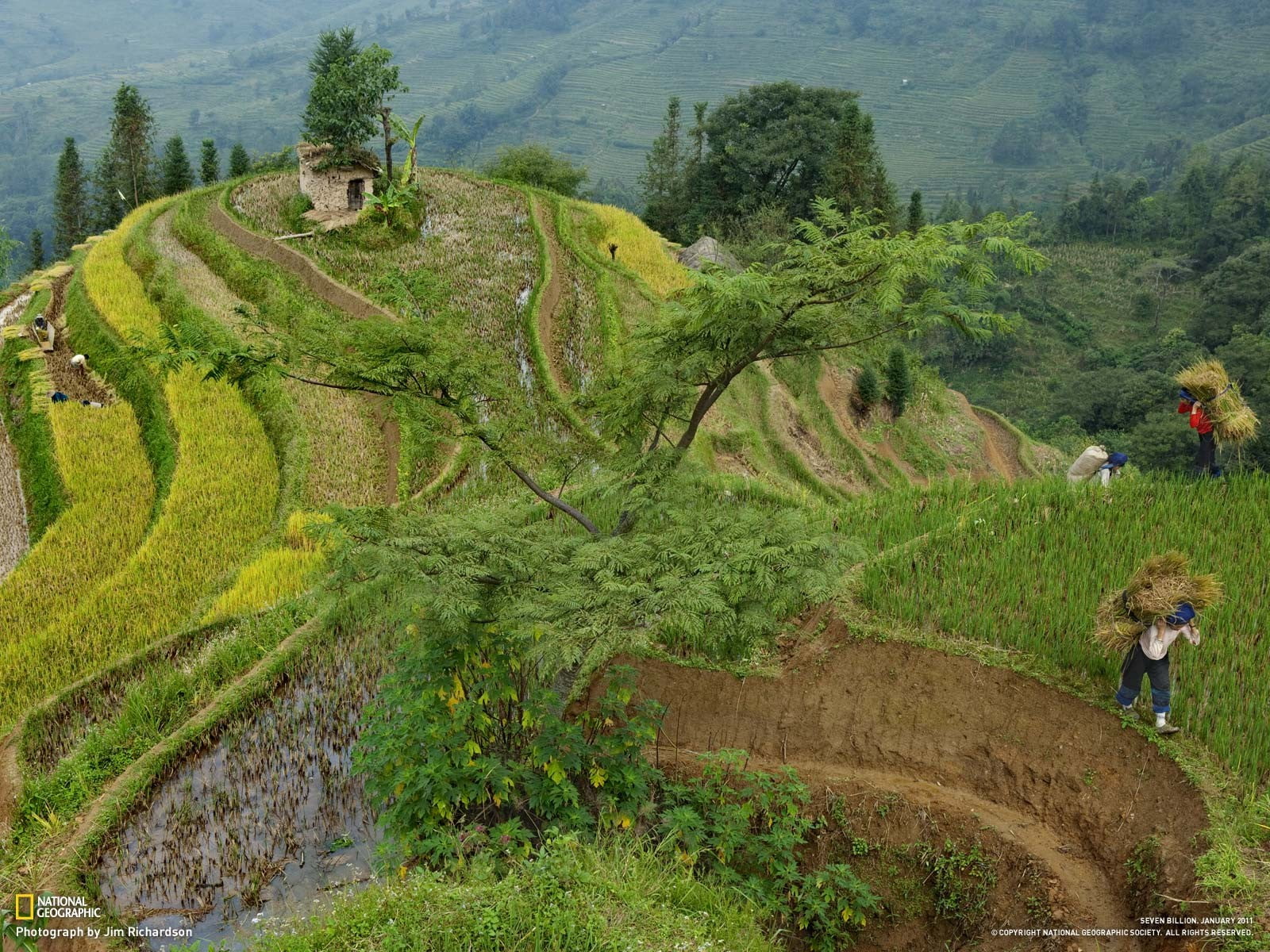 pants, 720P, rice paddy, real people, domestic animals, terraces, field, scenics - nature, beauty in nature, black, s, environment, growth, tree, agriculture, HD Wallpaper