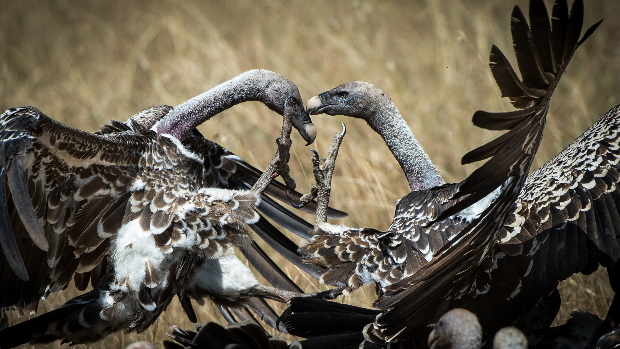 bird, Vulture, Kenya, Masai Mara, 2K, National Geographic Traveler Photo Contest, HD Wallpaper