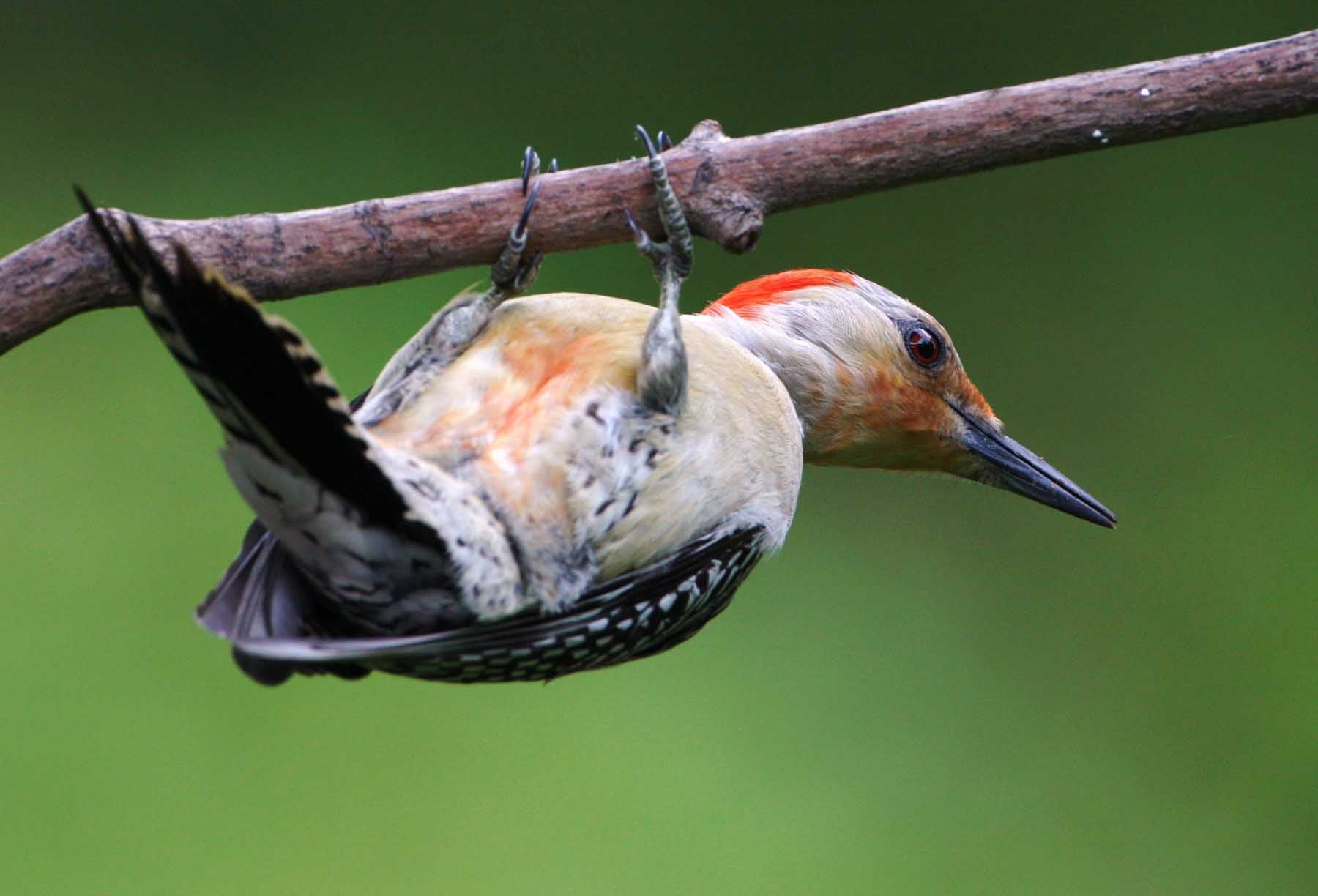 focus, yellow, hanging, bellied, habitat, tree branch, nature, john heinz  national wildlife refuge, woodpecker, usfws, john heinz national wildlife refuge, HD Wallpaper