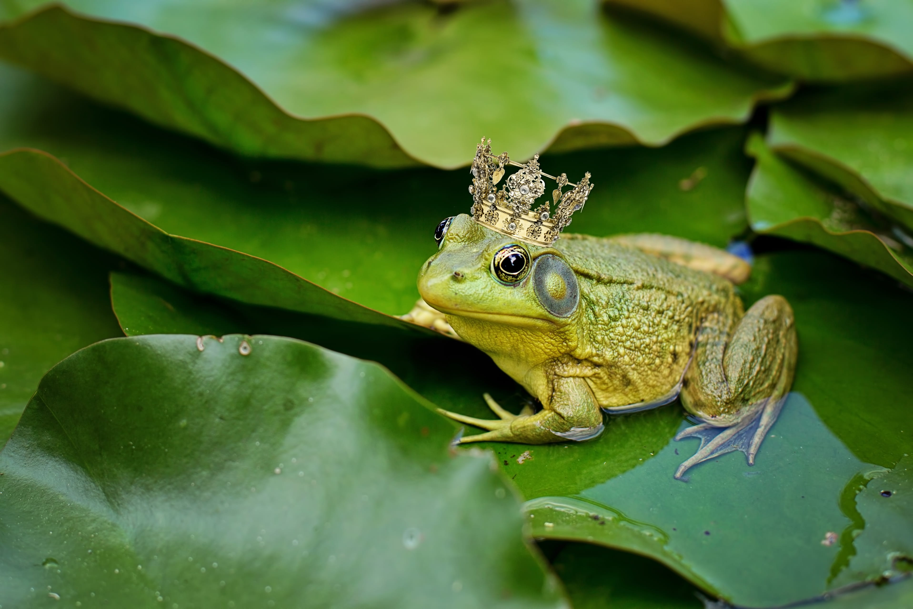 iguana, animal themes, vertebrate, environment, waterlily, frog, animal eye, reptile, leaf, wildlife, plant, close-up, pond, green, amphibian, bullfrog, HD Wallpaper
