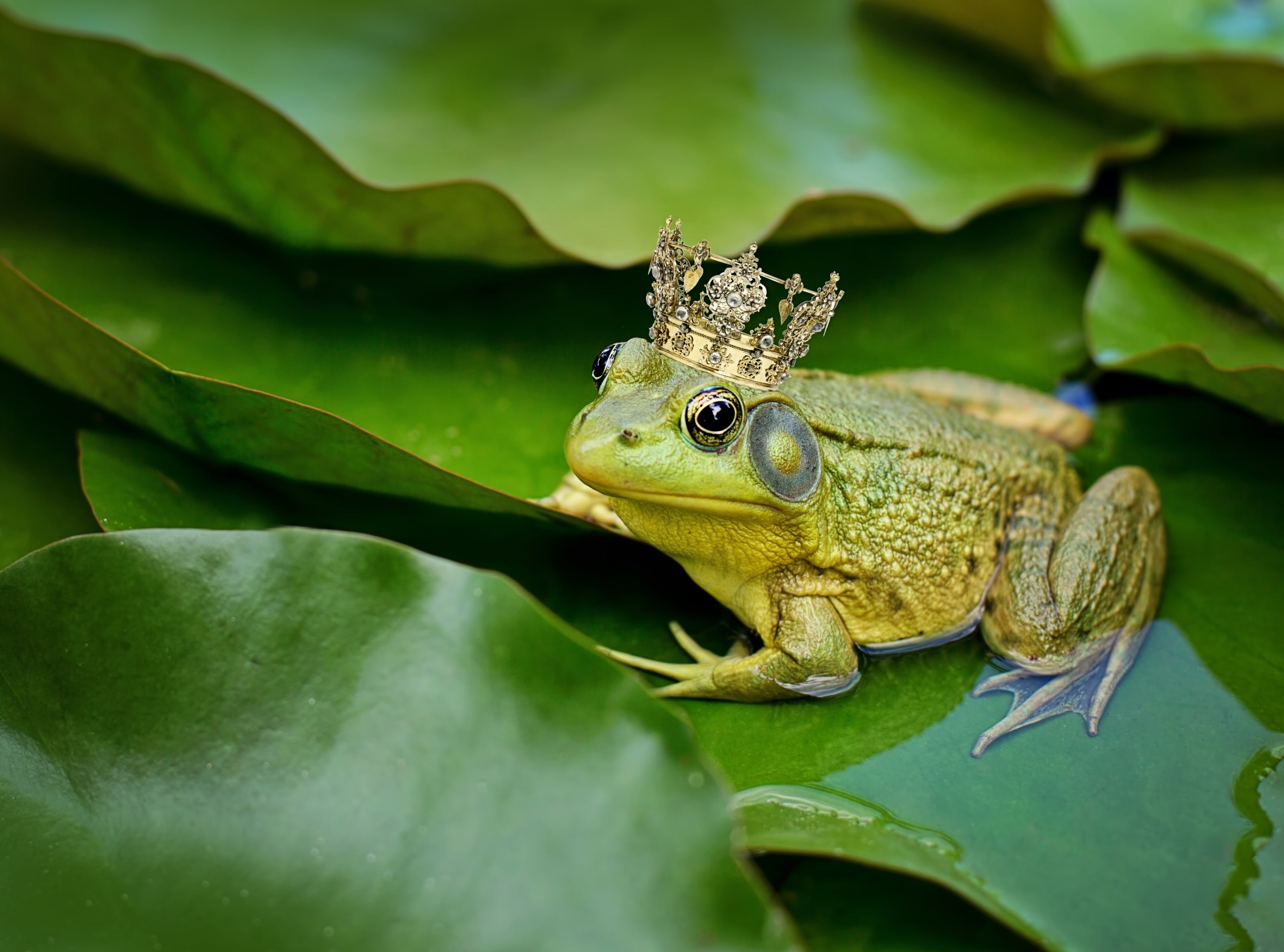 Frog, vertebrate, bullfrog, day, focus on foreground, nature, close-up, plant, 2K, animal wildlife, animals in the wild, no people, animal eye, green color, HD Wallpaper