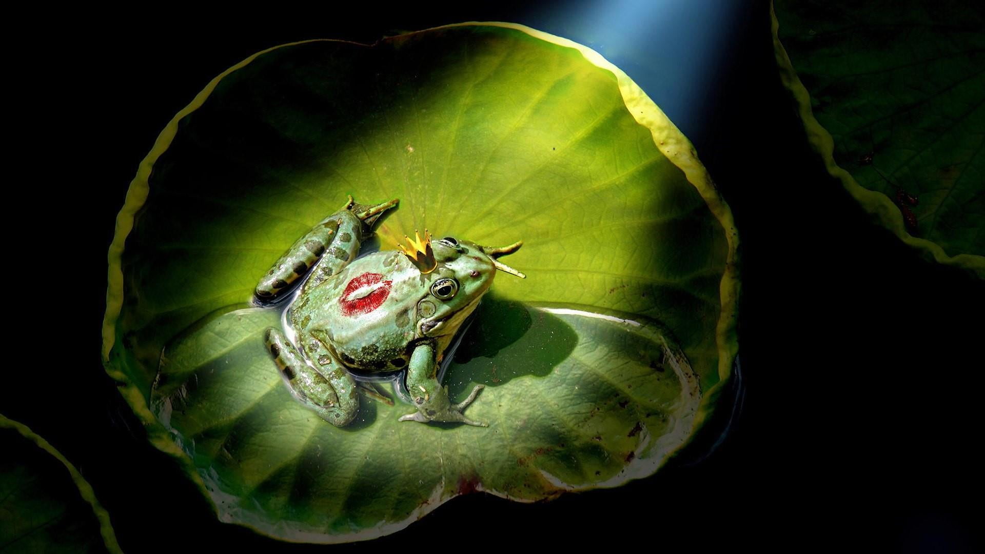 flowering plant, frog, animals in the wild, invertebrate, insect, fantasy art, fairytale art, 1080P, animal themes, close-up, frog prince, studio shot, HD Wallpaper