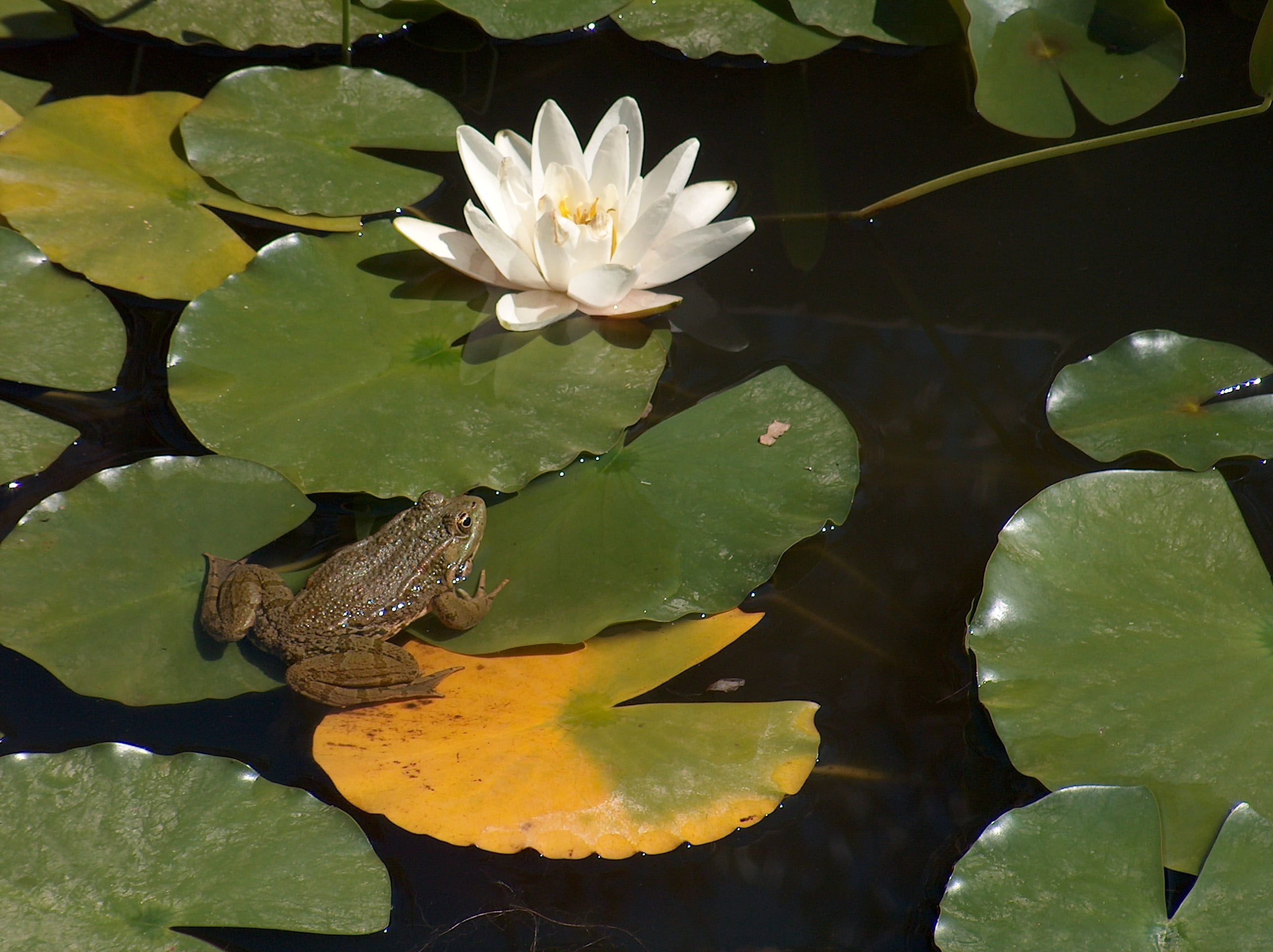 plant, fragility, lake, growth, purity, floating on water, water lily, flower, flower head, nature, no people, floating, 2K, prince, outdoors, lotus water lily, HD Wallpaper