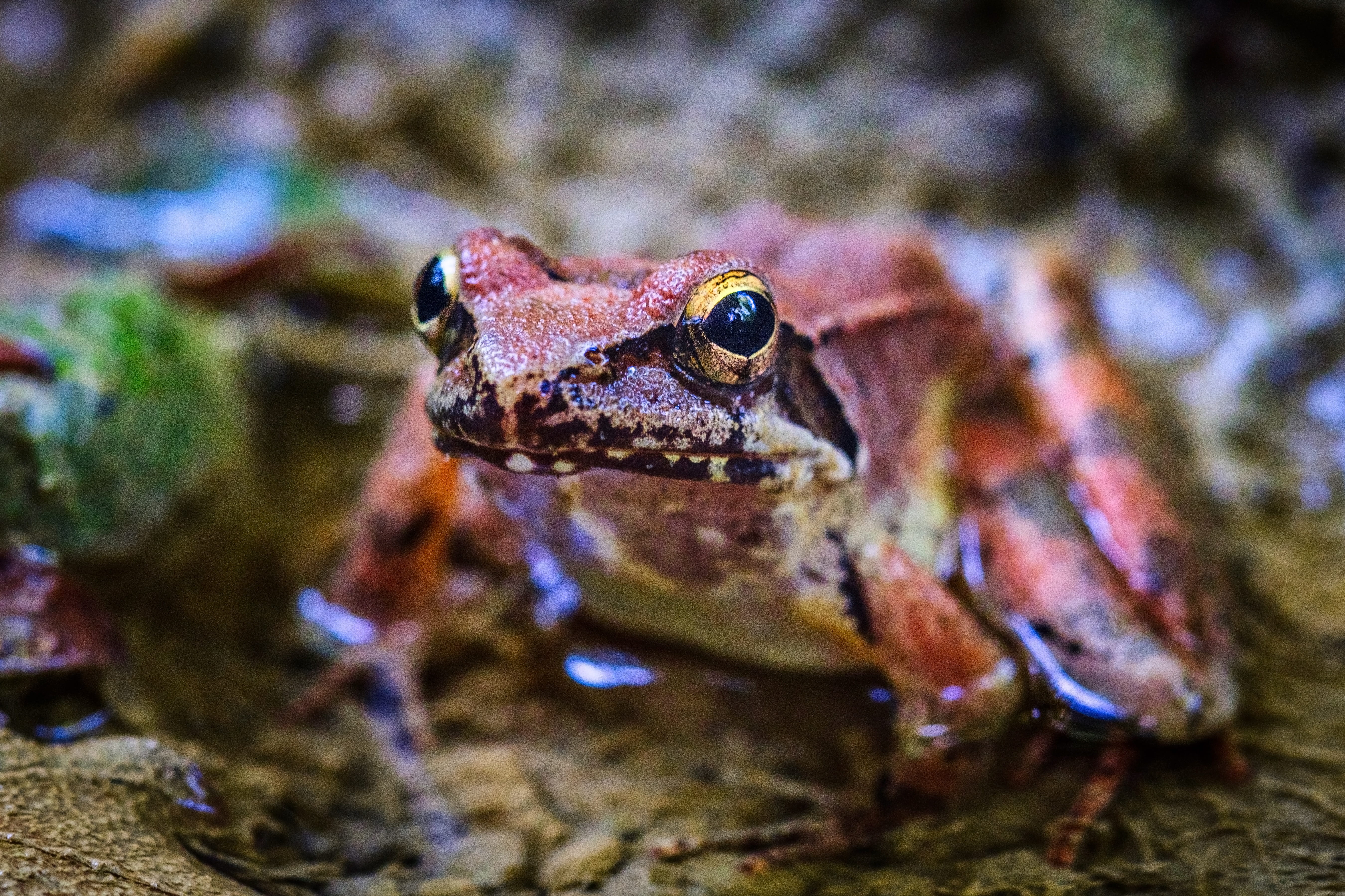 focus on foreground, reptile, animal, amphibian, close-up, selective focus, 5K, one animal, colorful, wasserfrosch, tropical, prince, bright, animal head, HD Wallpaper