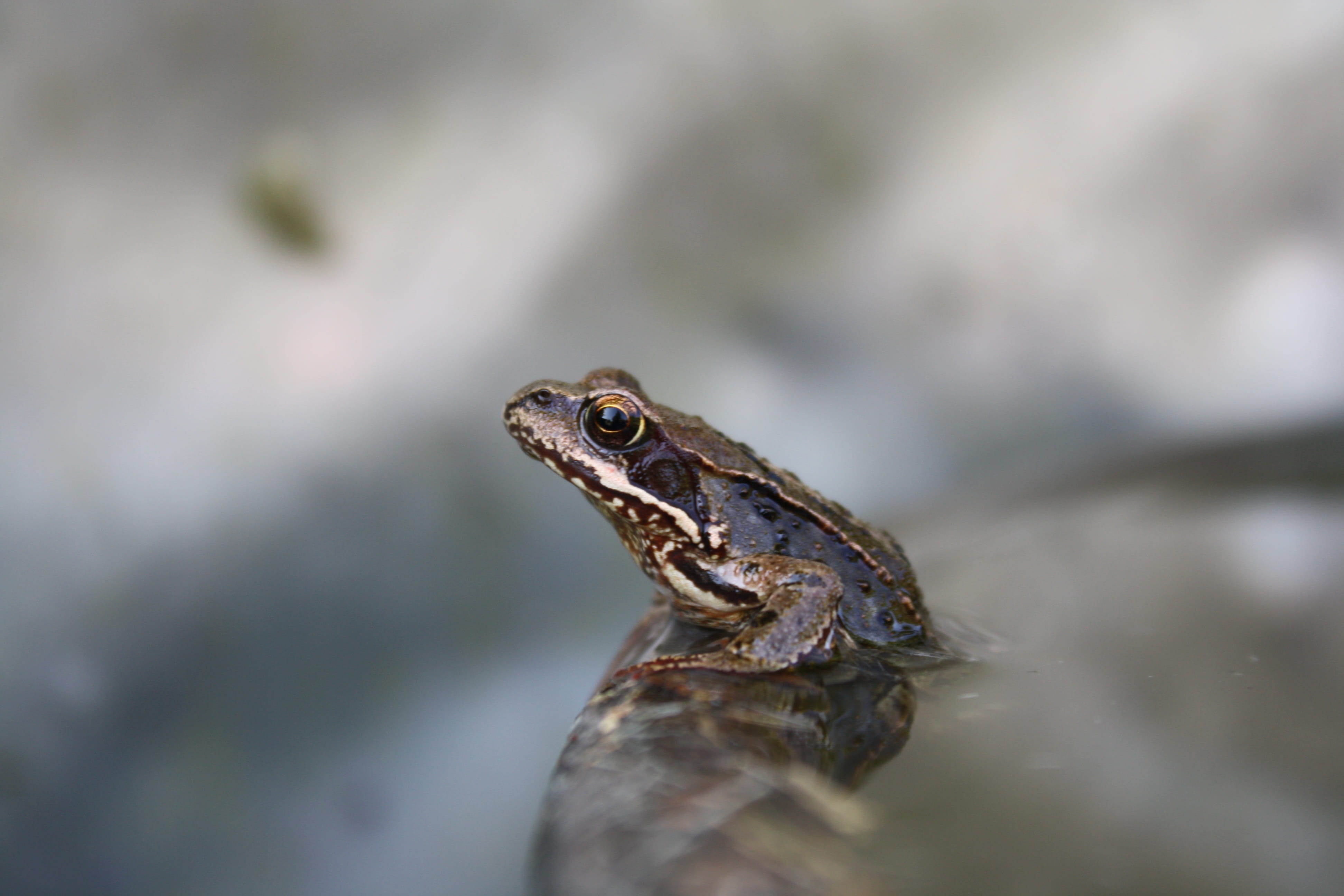 one animal, sitting, lizard, nature, water, animal eye, selective focus, animal themes, pond, eye, outdoors, close-up, reptile, animal body part, no people, HD Wallpaper