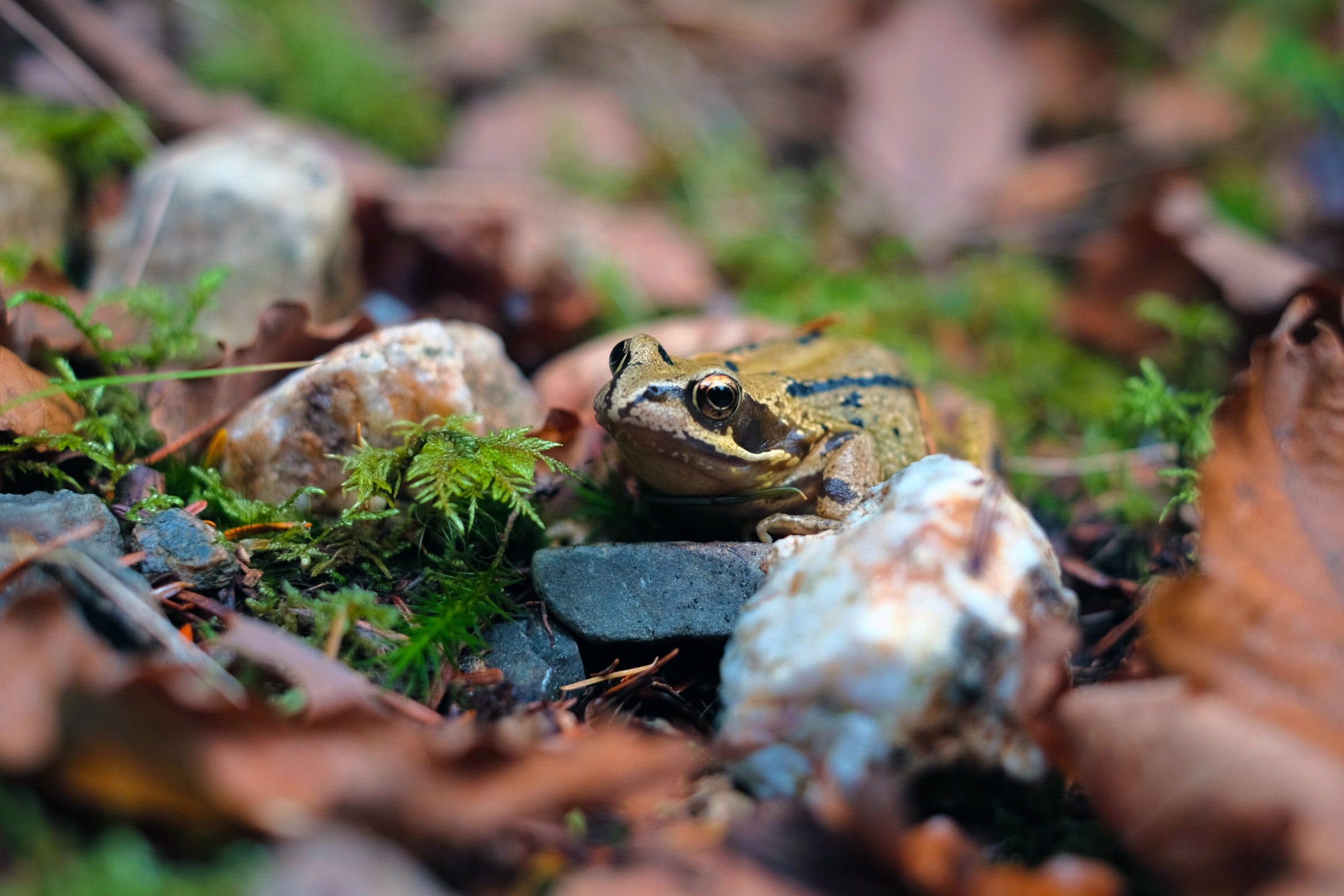 day, portrait, forest, cute, eye, outdoors, poisonous, no people, land, animal, wild, nature, amphibian, vertebrate, leaf, animal wildlife, animals in the wild, HD Wallpaper