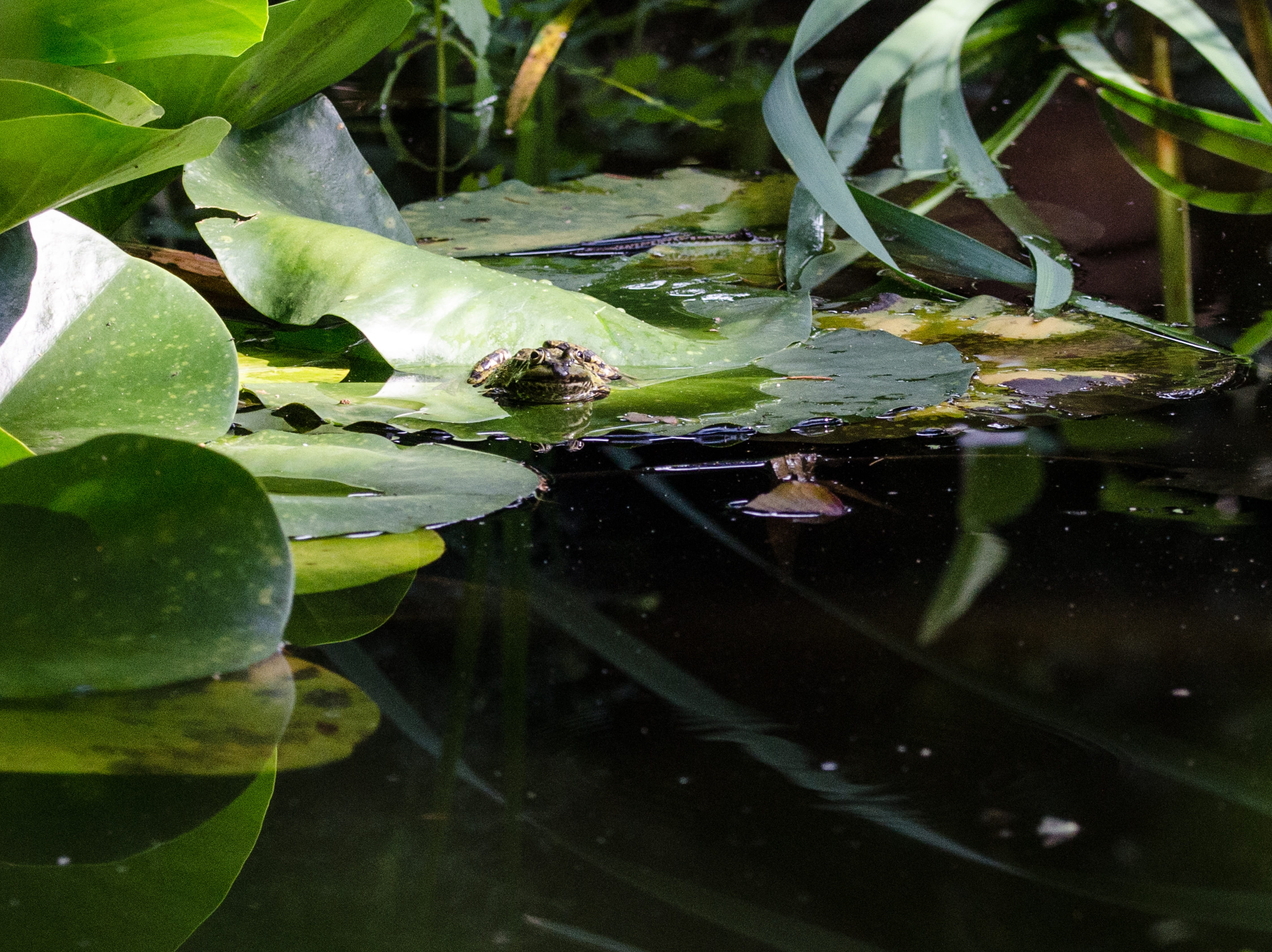 looks, amphibian, growth, plant, no people, biotope, creature, nature, floating on water, garden pond, nuphar pumila leaf, leaf, lily pad, close-up, lake, HD Wallpaper