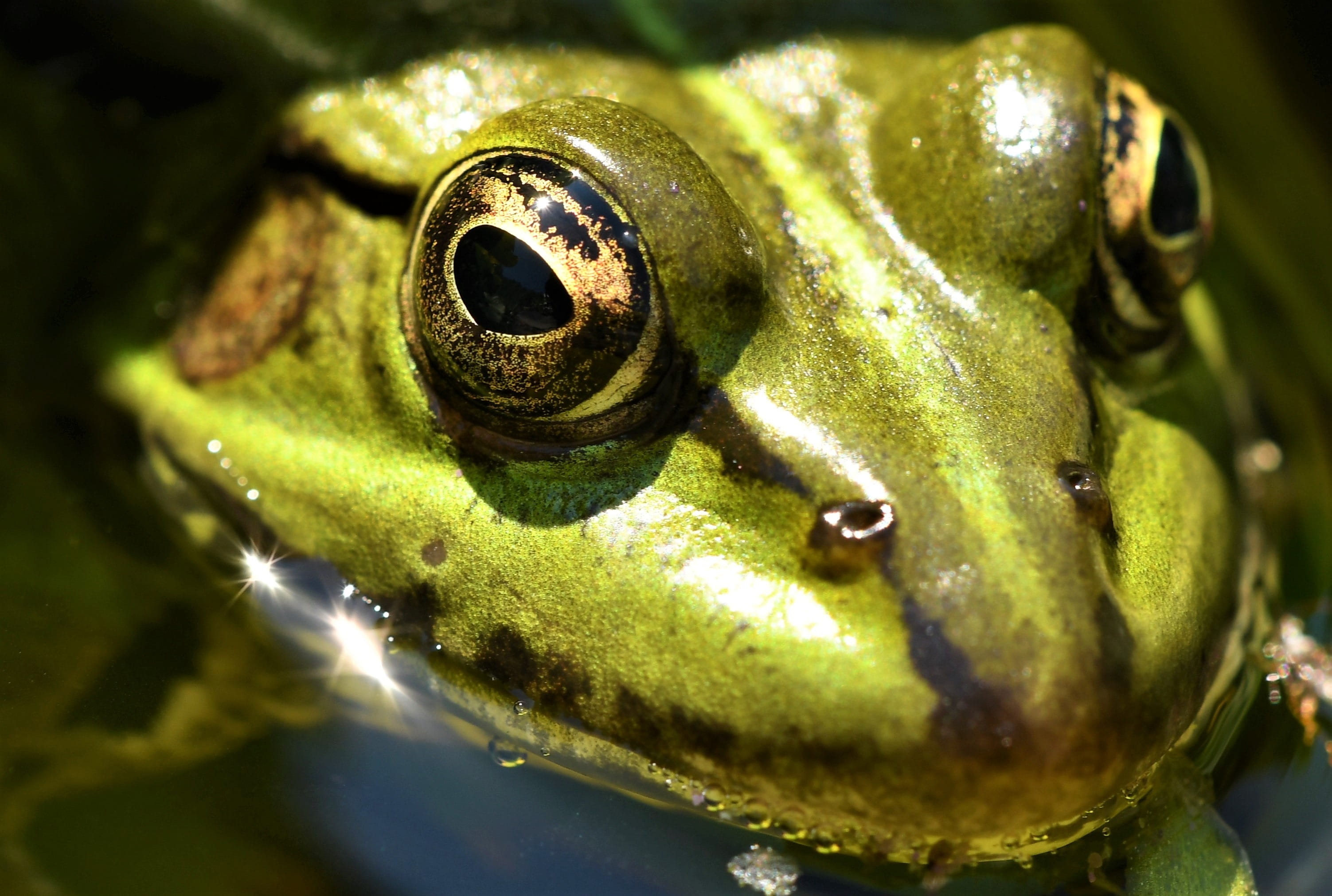 water, no people, frog, animal eye, summer, one animal, vertebrate, animals in the wild, prince, iris, pond, animal head, 2K, green color, animal scale, HD Wallpaper