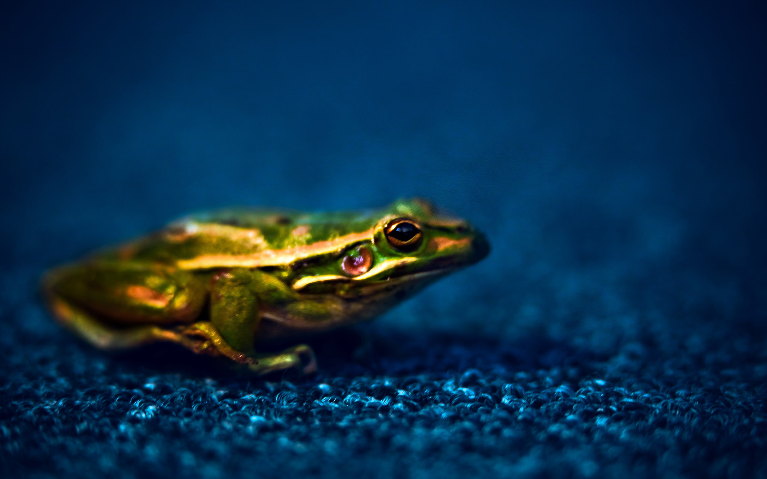 prince, frog, 2K, HD Wallpaper