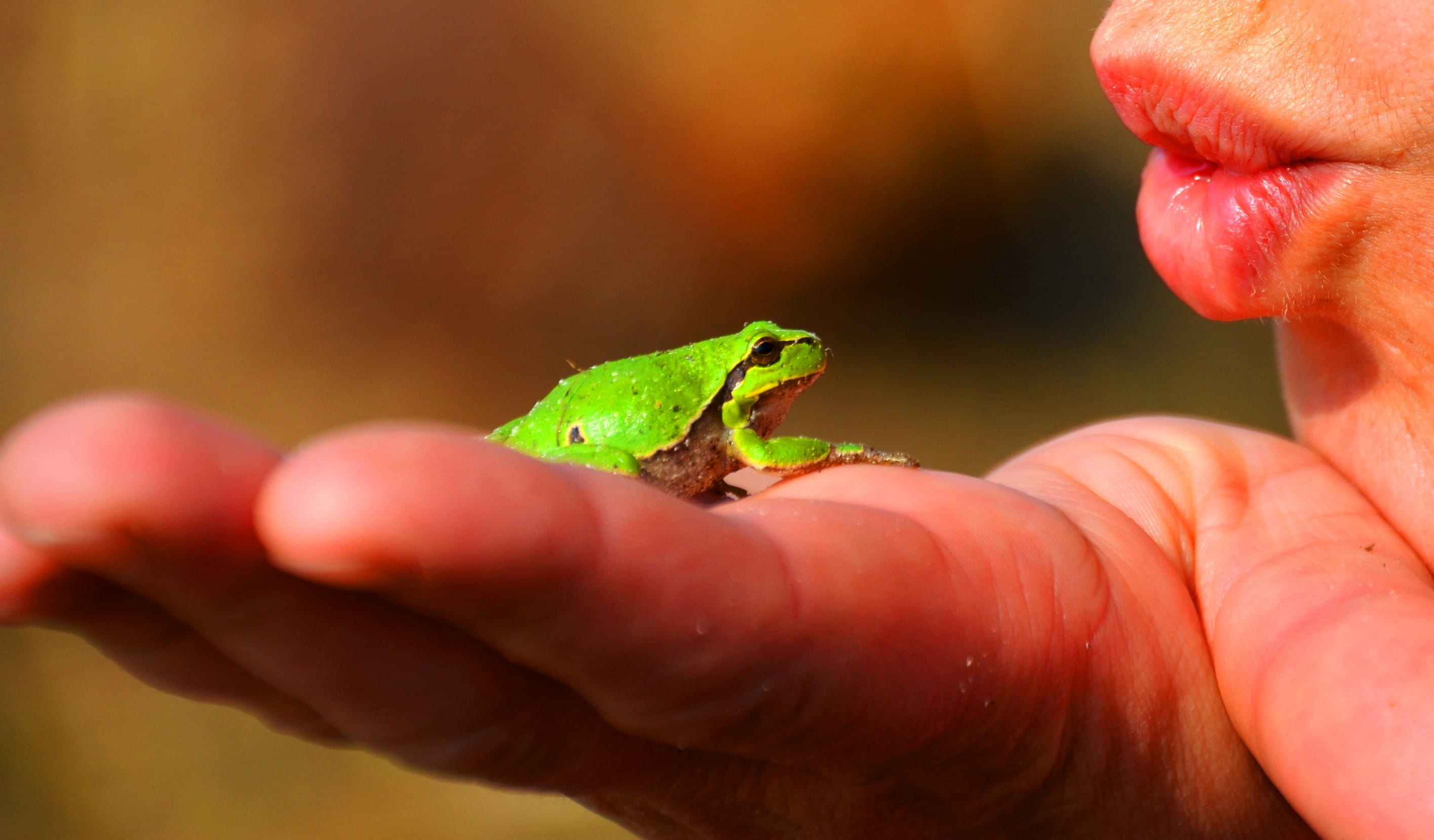 body part, animals in the wild, tree frog, human finger, cute, frog, amphibian, green, hand, one person, human, animal wildlife, outdoors, small, human hand, HD Wallpaper