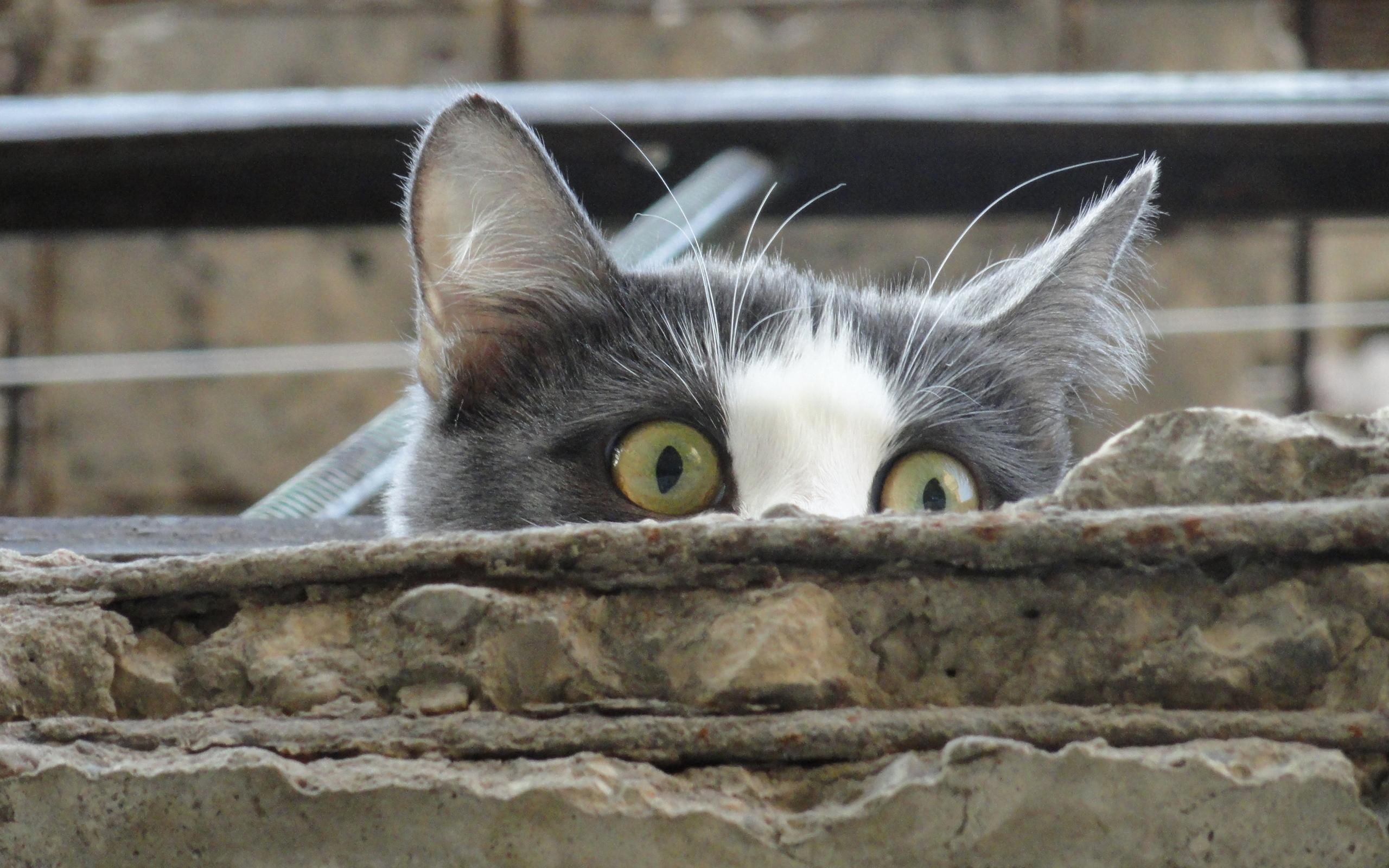 kitten, 2K, sweet, pretty, beauty, paws, cats, animals, nature, cat face, beautiful, cute, lovely, face, HD Wallpaper