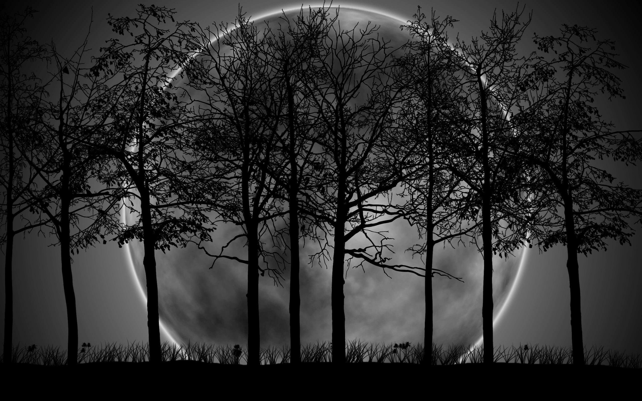 forest, 2K, grass, 3d and abstract, black, moon, trees, white, HD Wallpaper