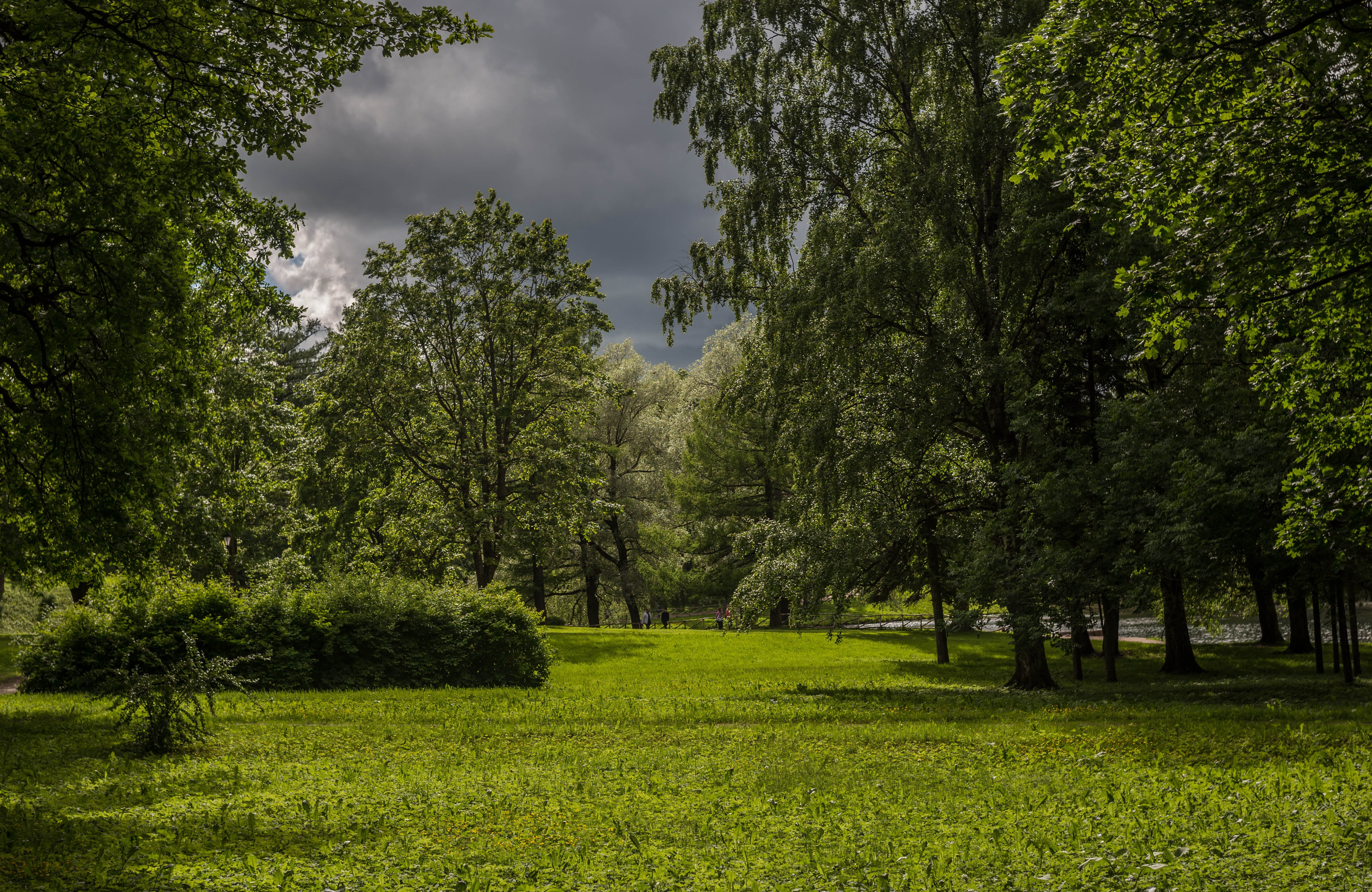 tranquility, plant, trees, Before The Storm, sky, summer, clouds, russia, growth, grass, 5K, outdoors, tree, storm, leaves, nature, rain, living nature, HD Wallpaper