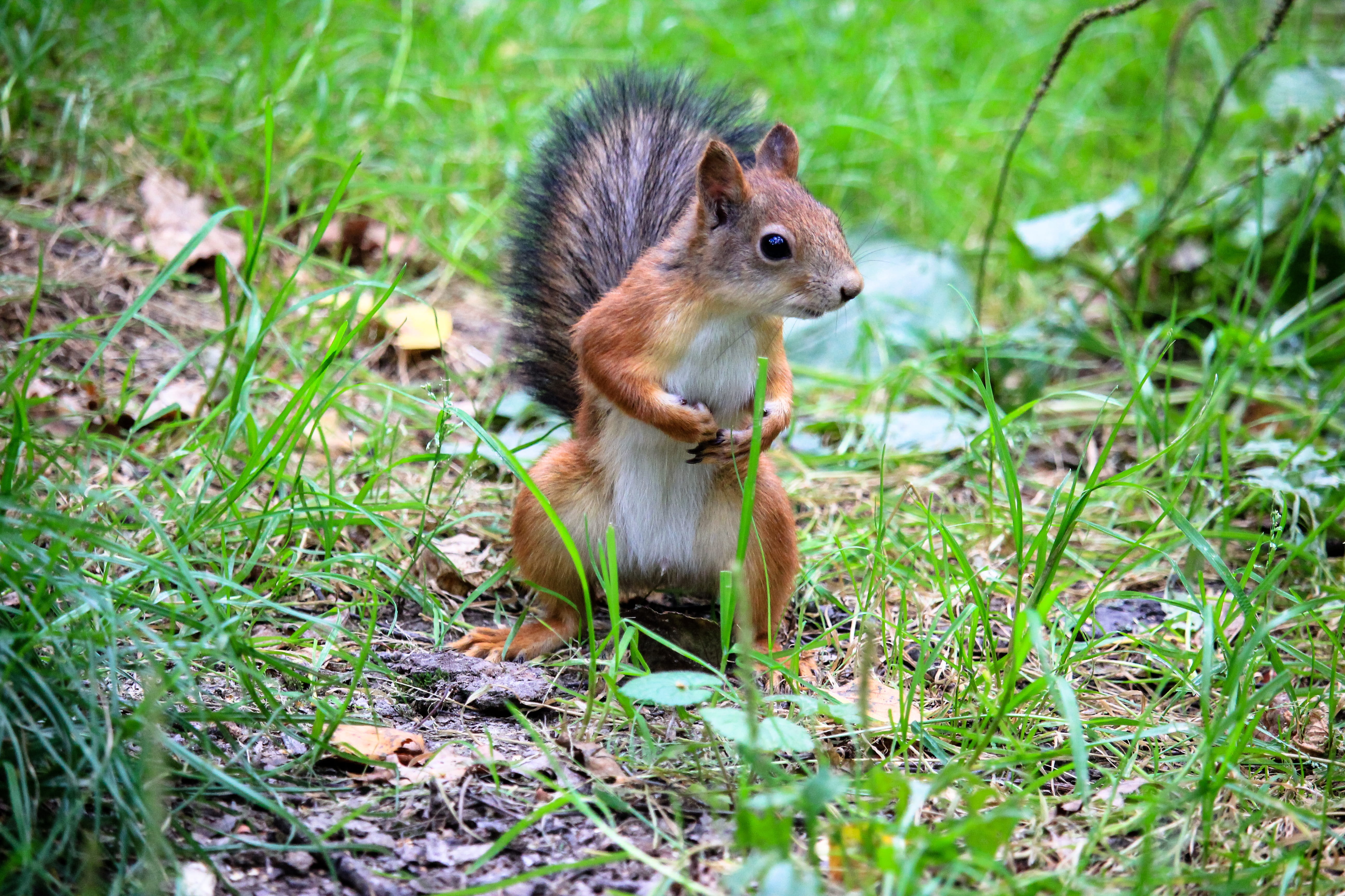 day, grass, trees, forest squirrel, forest life, outdoors, selective focus, full length, 5K, forest, herbivorous, animals in the wild, fauna, closeup, HD Wallpaper