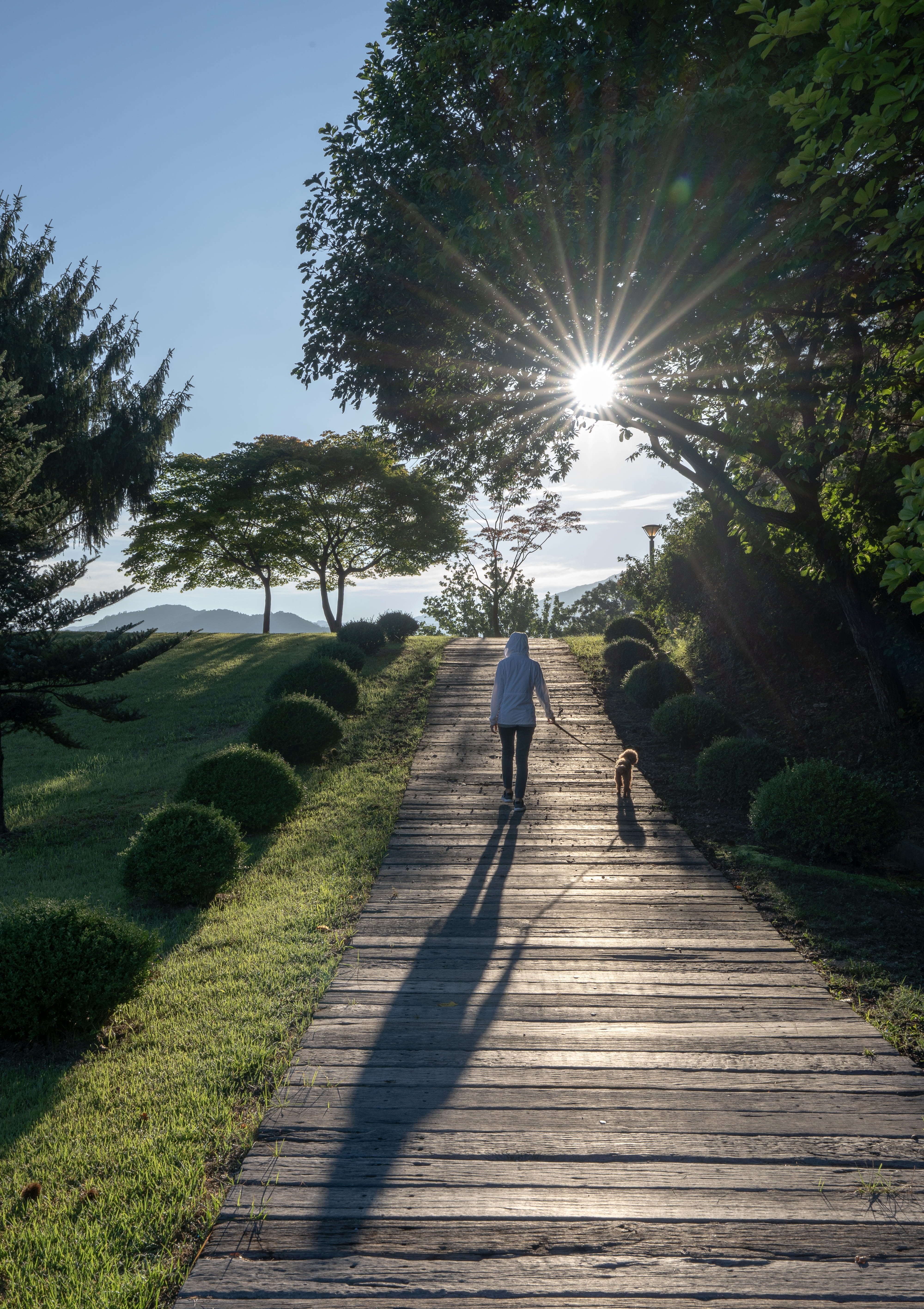 the way forward, bright, plant, peace, love, footpath, sunlight, walking, 5K, direction, puppy, rear view, sunrise, pet dogs, canine companion, stroll, Phone HD Wallpaper