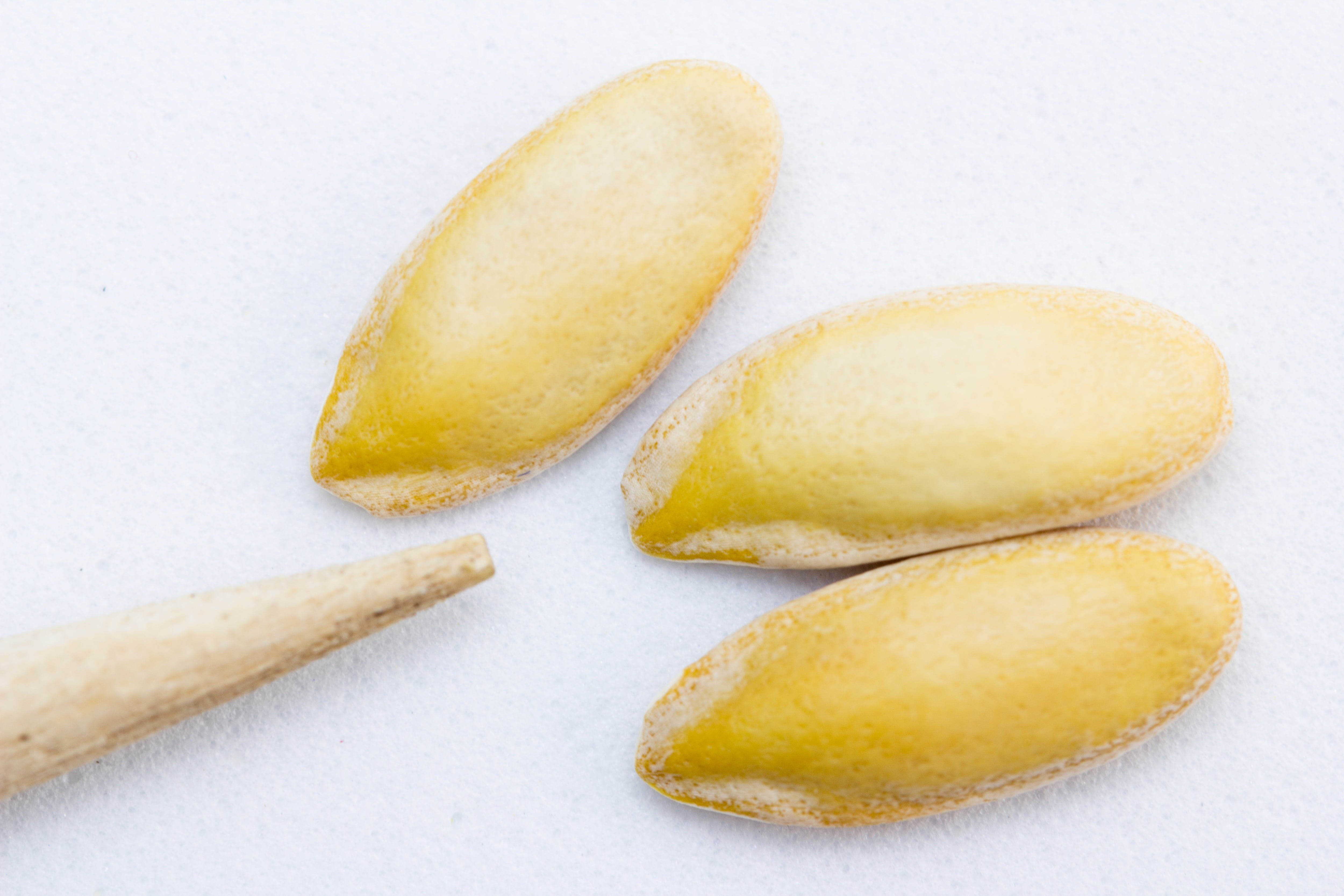 seeds, small group of objects, indoors, snack, sweet, white background, two objects, cut out, selection, embryo, fruit, food and drink, group of objects, HD Wallpaper