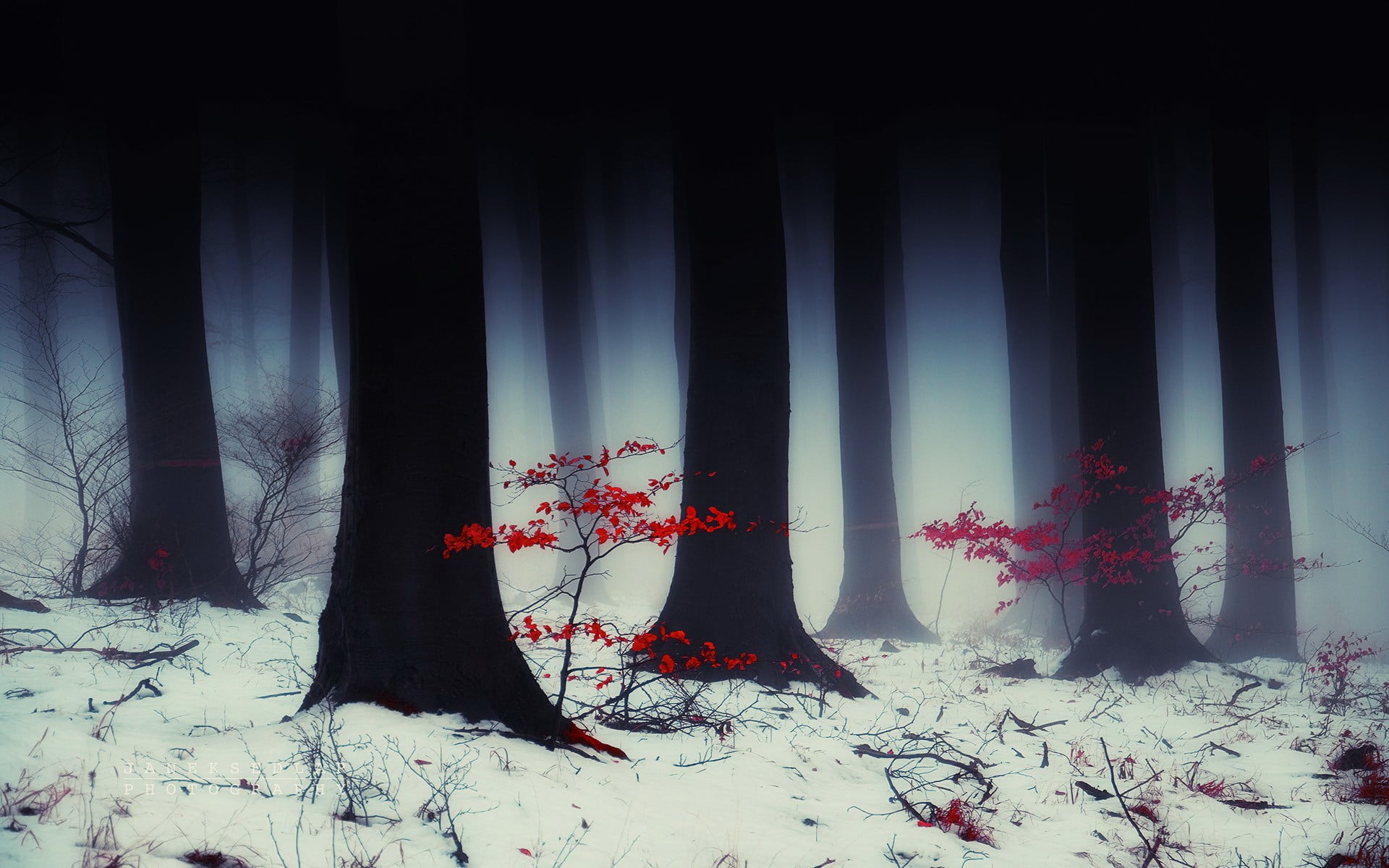 1080P, trunk, forest, floral pattern, architecture, frozen, tree, beauty in nature, field, illuminated, cold temperature, white color, plant, mist, covering, HD Wallpaper