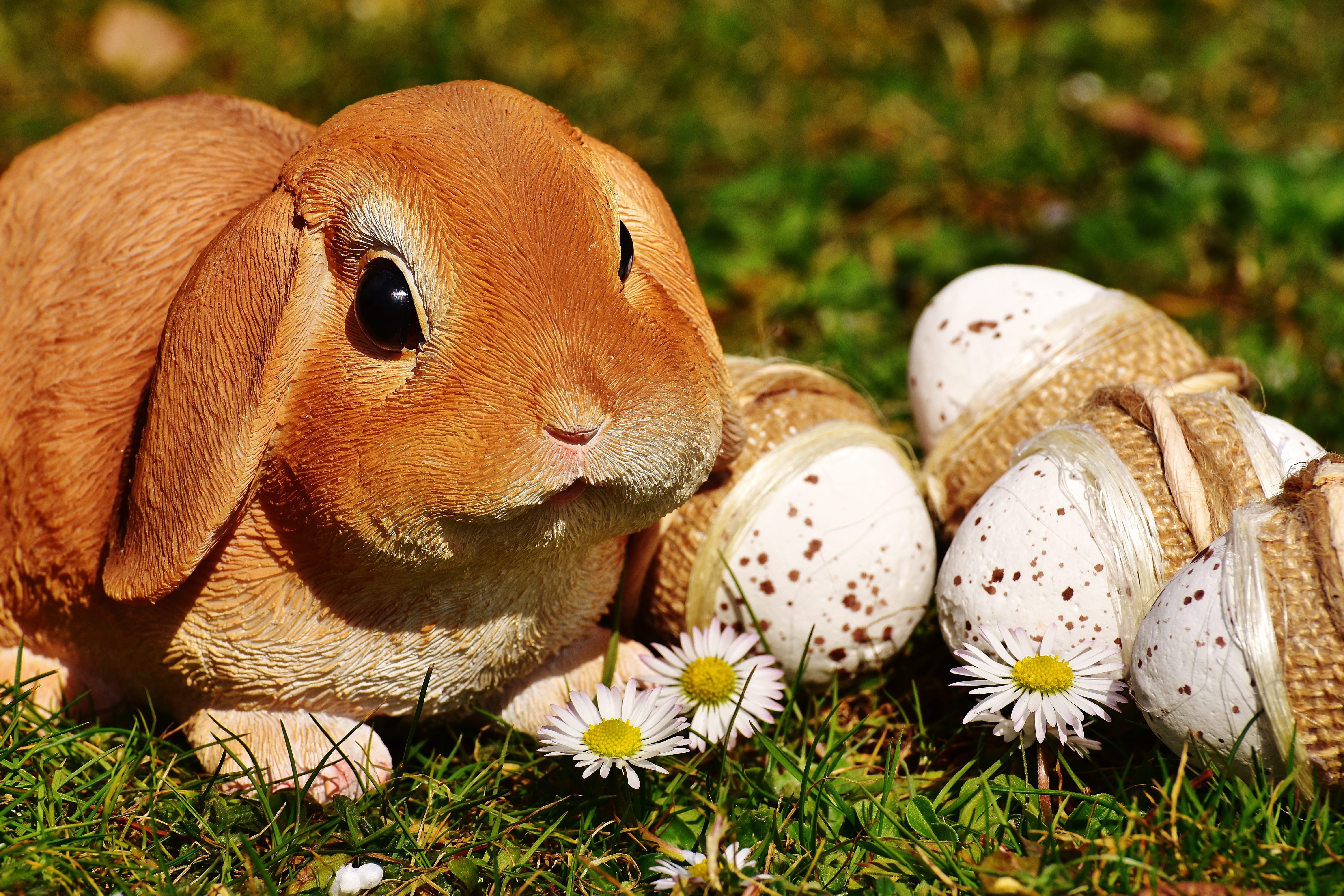 green Color, eggs, 5K, close-up, animal themes, one animal, depth of field, Easter bunny, easter eggs, outdoors, easter, beside, grass, day, focus on foreground, HD Wallpaper
