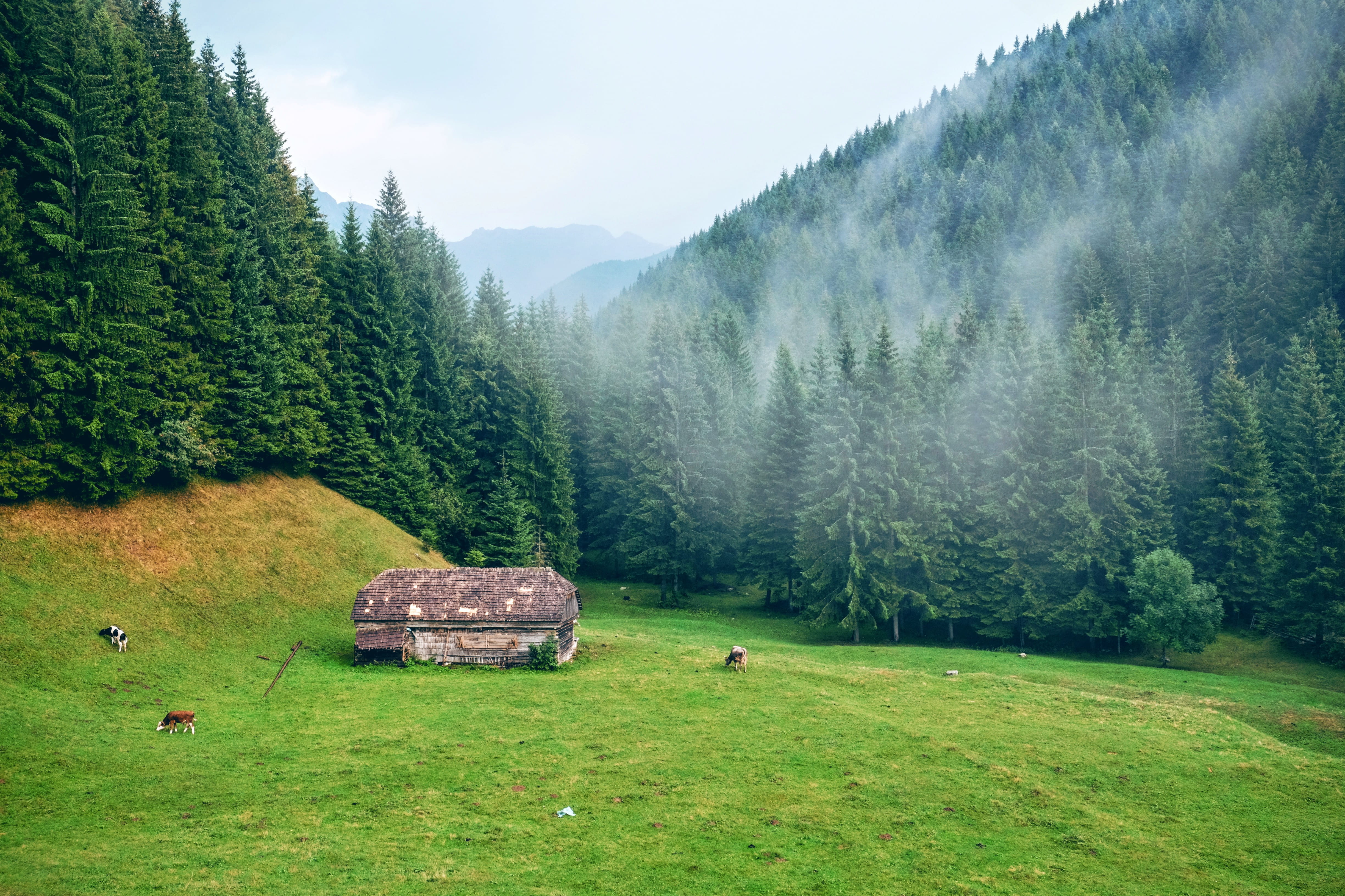 near, landscape, tranquil Scene, daytime, tall, tranquility, farm, pasture, plant, mountain, field, nature, wooden, scenics, surrounded, trees, pine, sky, HD Wallpaper