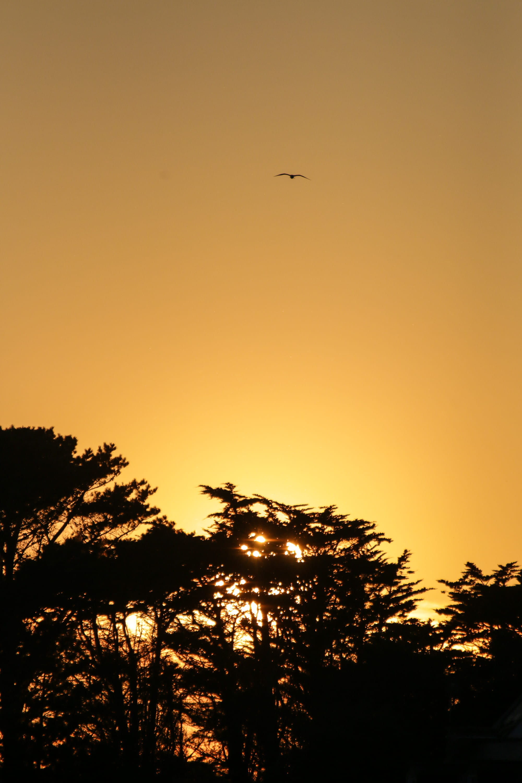 animal, animal wildlife, le conquet, scenics - nature, 2K, outdoors, nature, tranquility, silhouette, animals in the wild, one animal, no people, orange, Phone HD Wallpaper