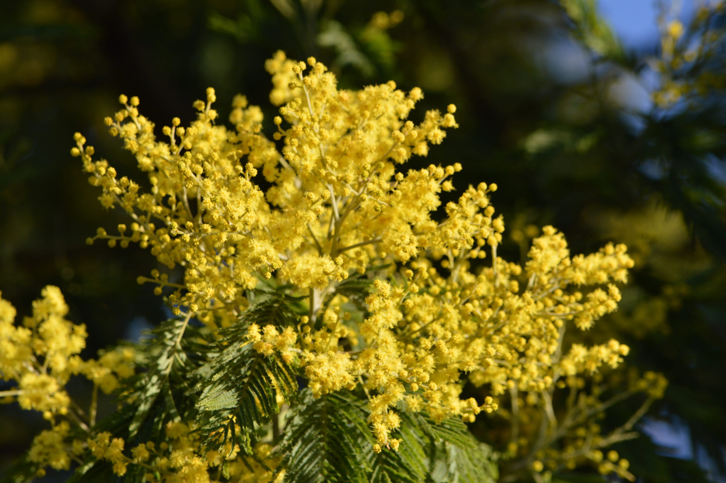 selective focus, flower, flower head, plant, day, flowers, yellow, focus on foreground, outdoors, bloom, close-up, fragrant, springtime, winter, nature, HD Wallpaper