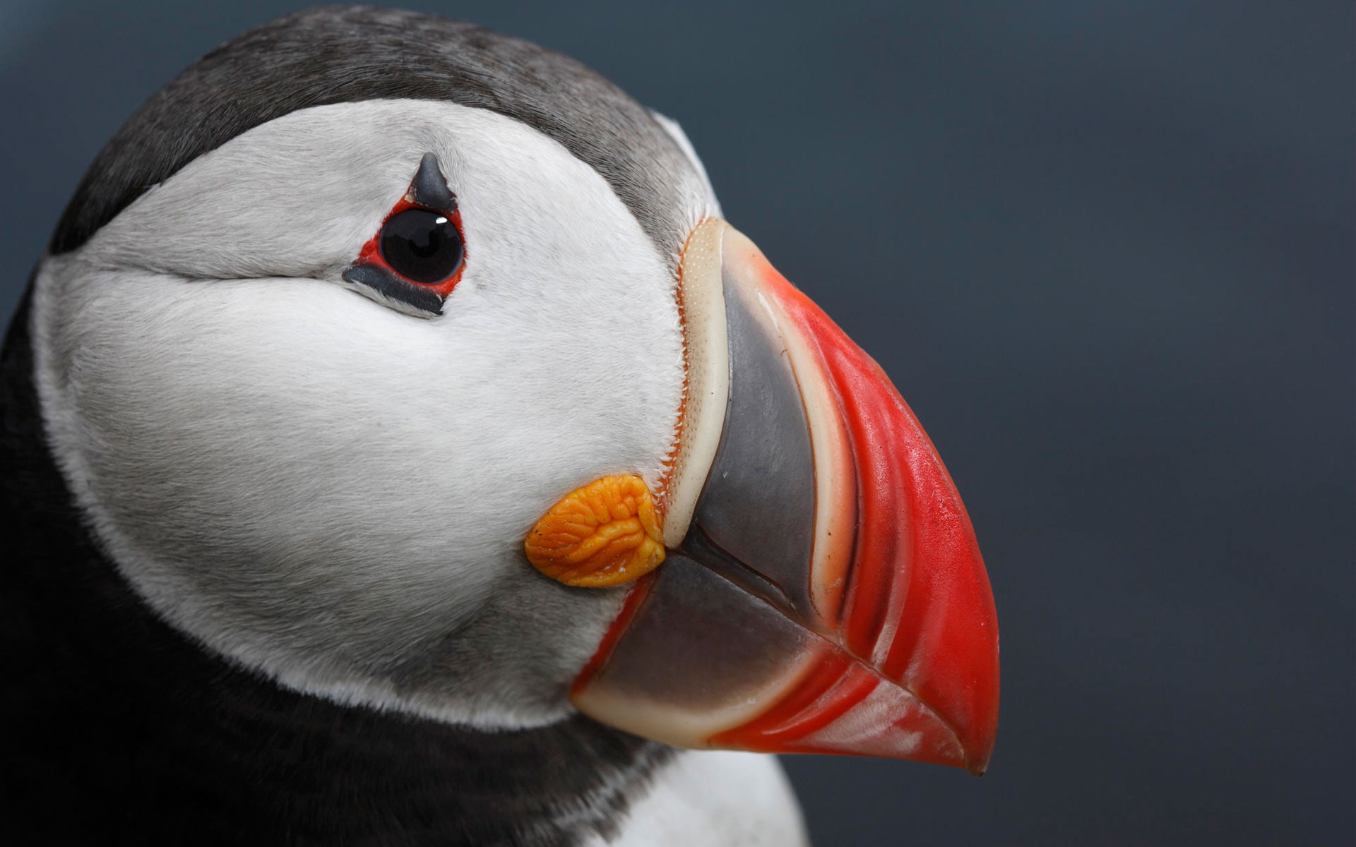 1080P, atlantic, puffin, HD Wallpaper