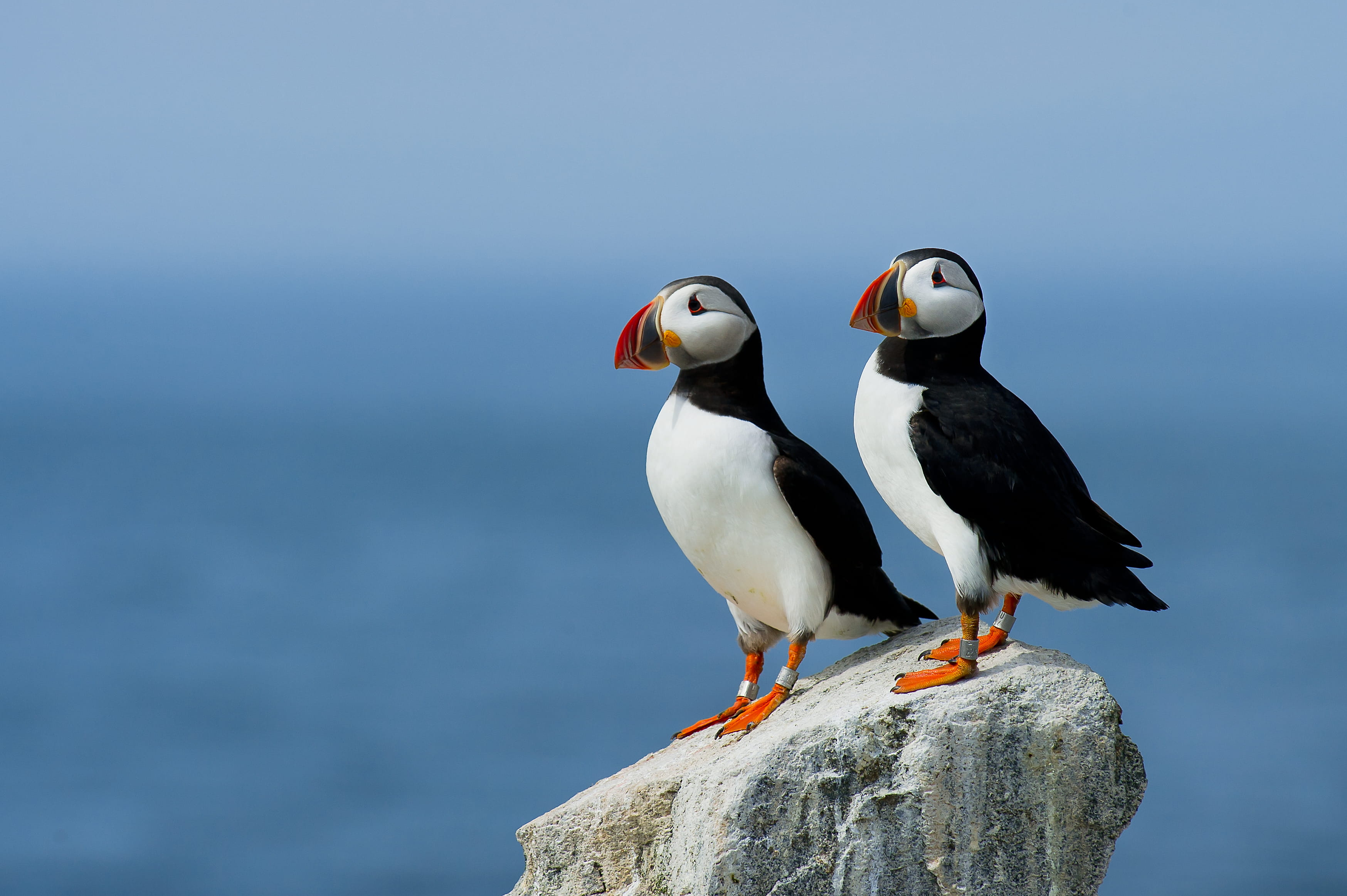 group of animals, atlantic, bird, 2K, antarctica, seagull, animal wildlife, sea, day, rock, two, white, perching, birds, penguin, Pair, water, solid, at the edge of, HD Wallpaper