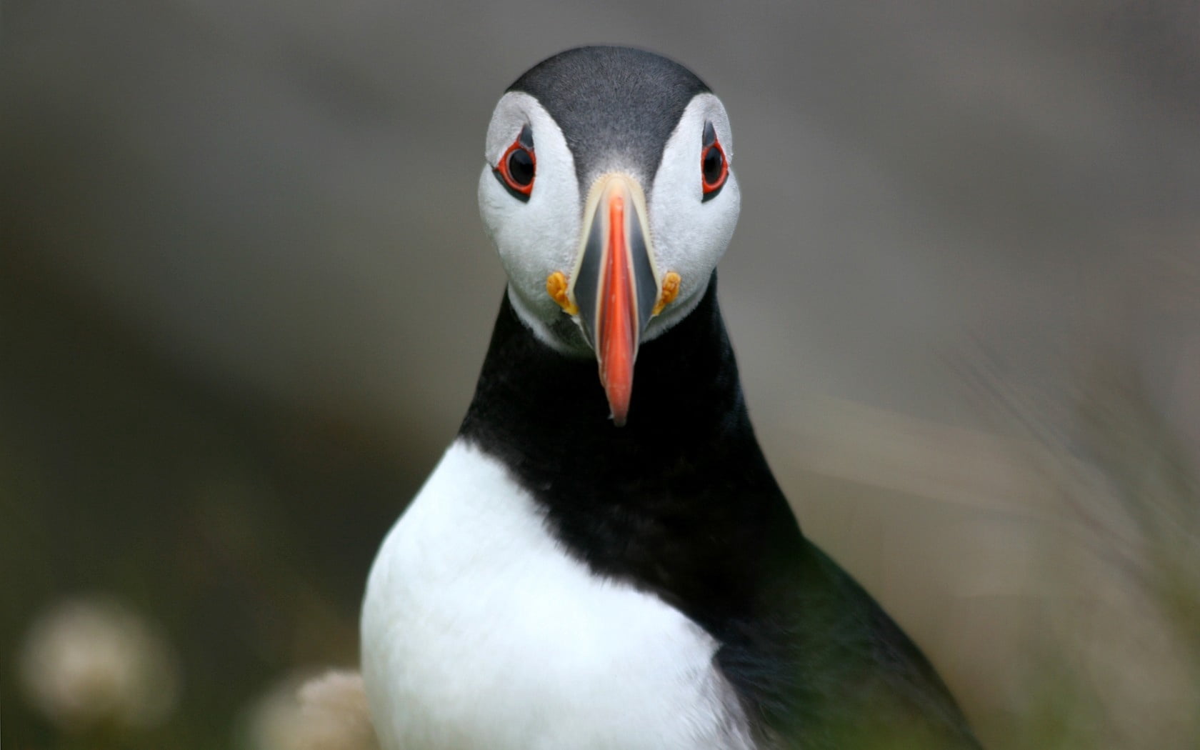 nature, front view, sea, one Animal, outdoors, animals In The Wild, no People, black Color, close-up, focus on foreground, 720P, mouth open, penguin, portrait, HD Wallpaper