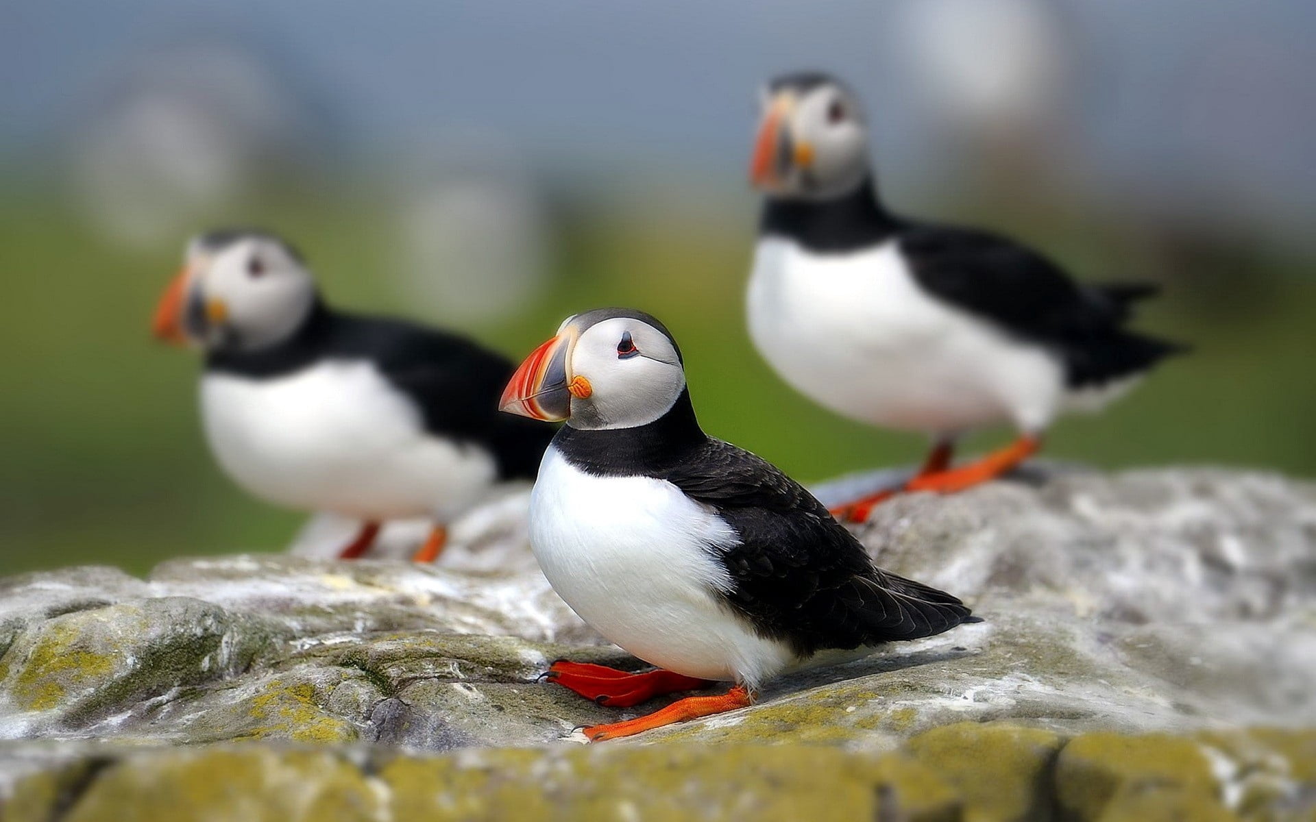sit, standing, white, gray, puffin, looking, no People, 1080P, penguin, rock - object, color Image, feather, group of animals, animals And Pets, animals In The Wild, HD Wallpaper